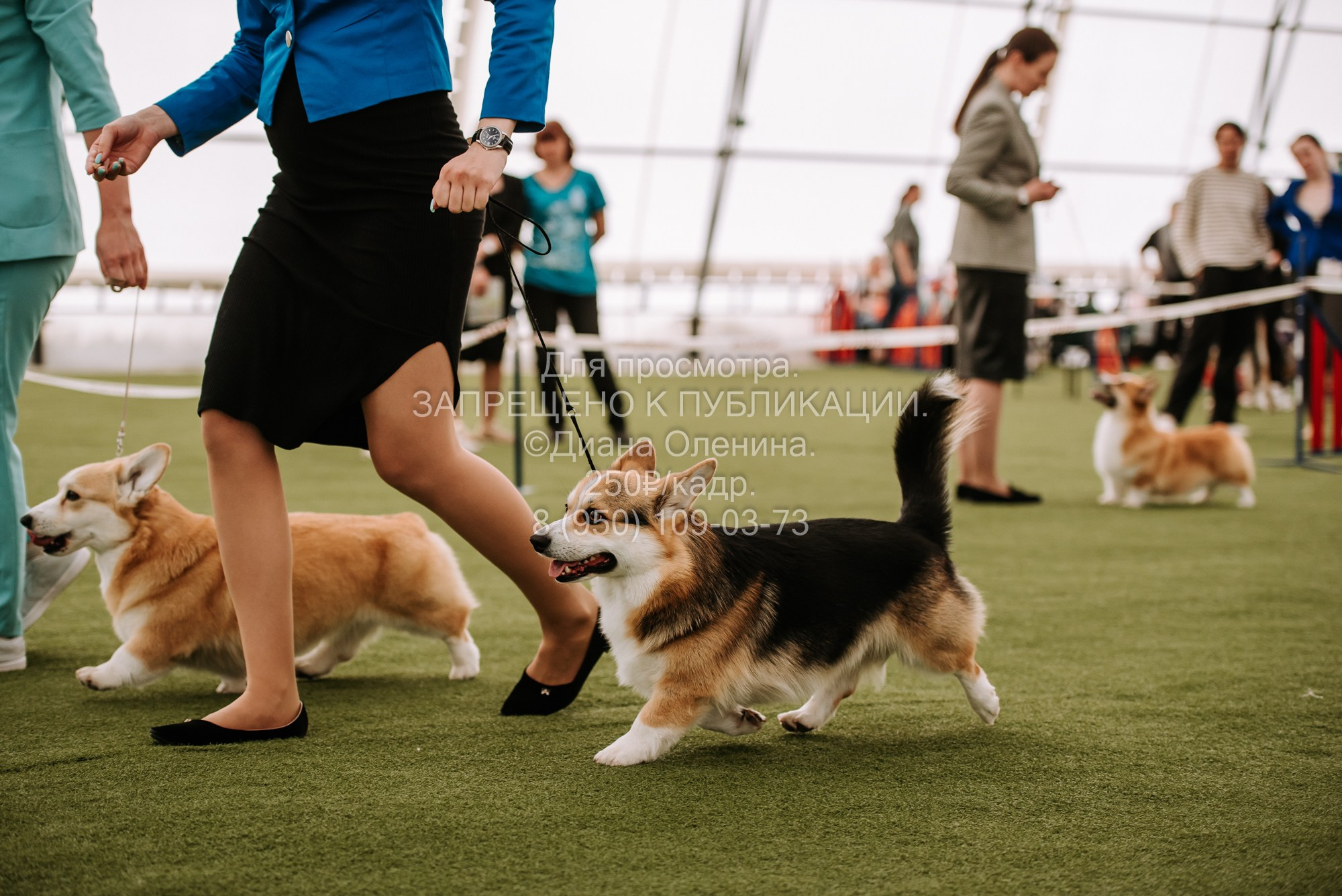 Выставка собак Красноярск 2.06. Фотограф Диана Оленина Красноярск / Братск