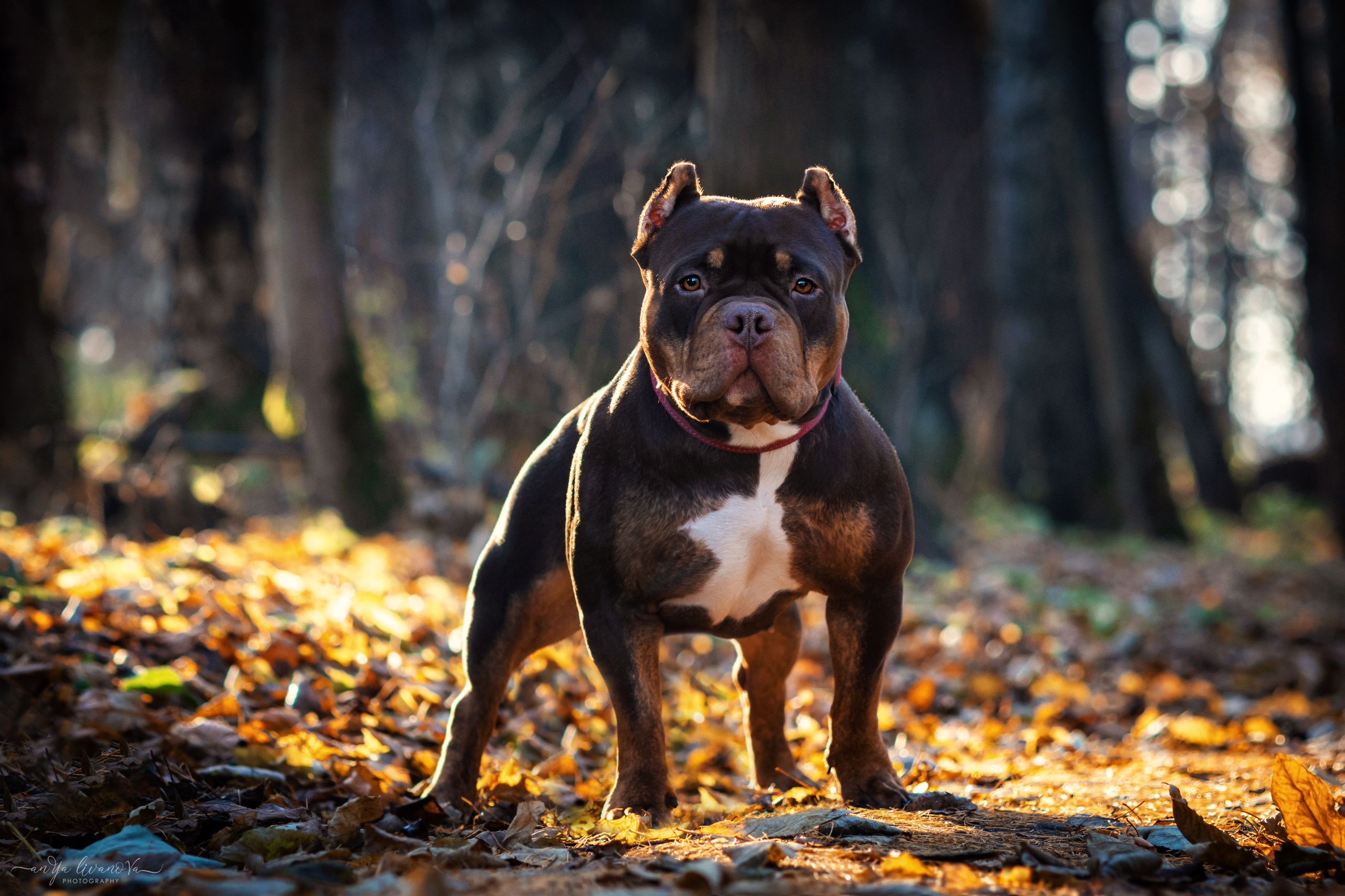 Луна. Фотограф анималист Аня Ливанова | Рыбинск