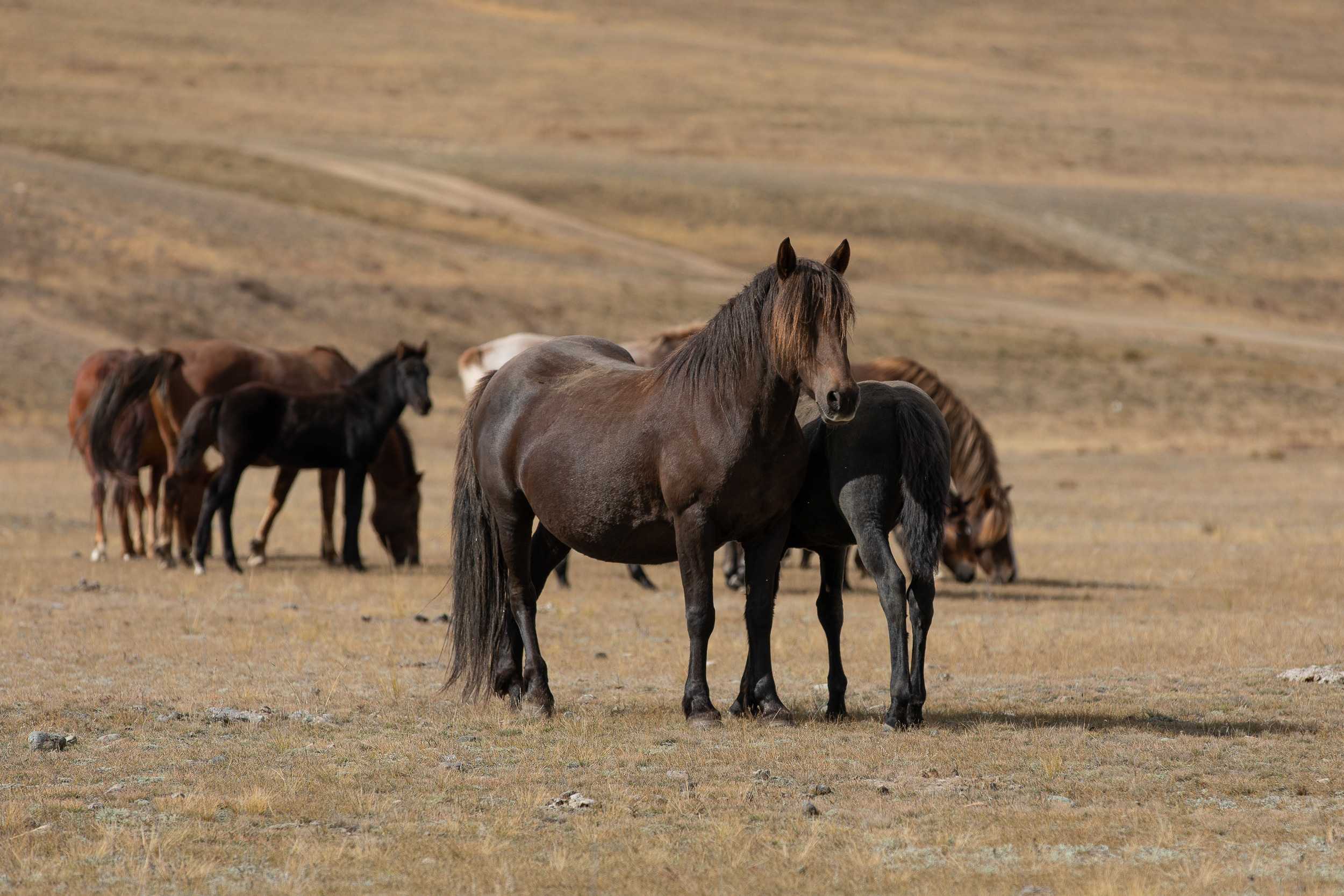 Алтай. Россия. Владислав Ежокин — travel-фотограф