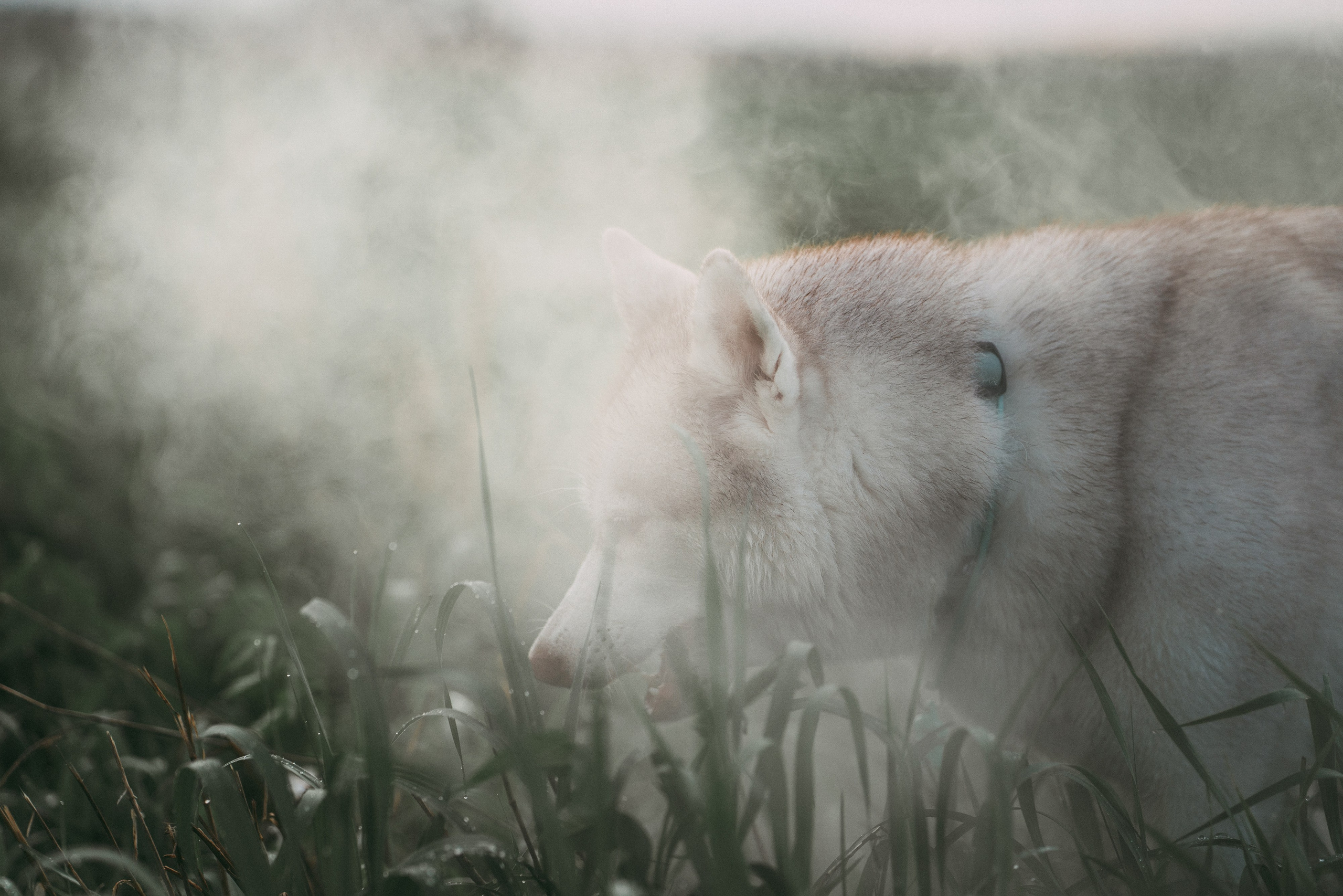 Мария и Джесси. Фотограф анималист в Москве и Санкт-Петербурге Свиридова Анна
