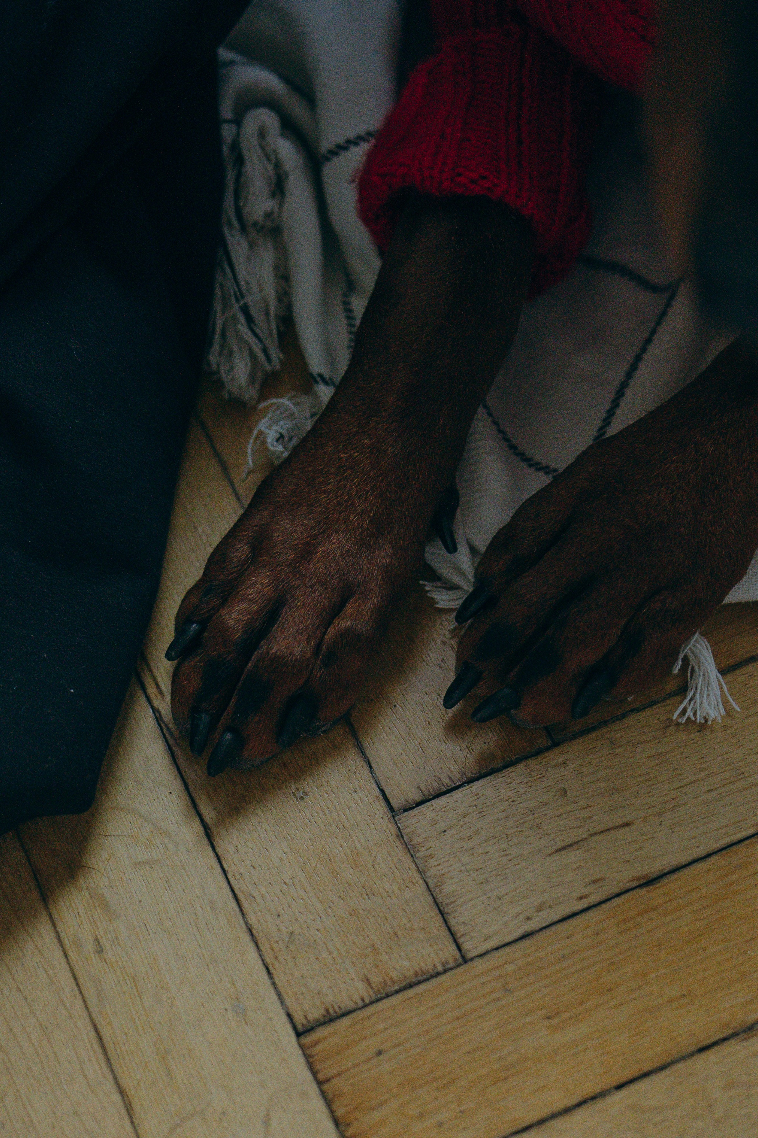 Саша и Асти. Фотограф анималист в Москве и Санкт-Петербурге Свиридова Анна