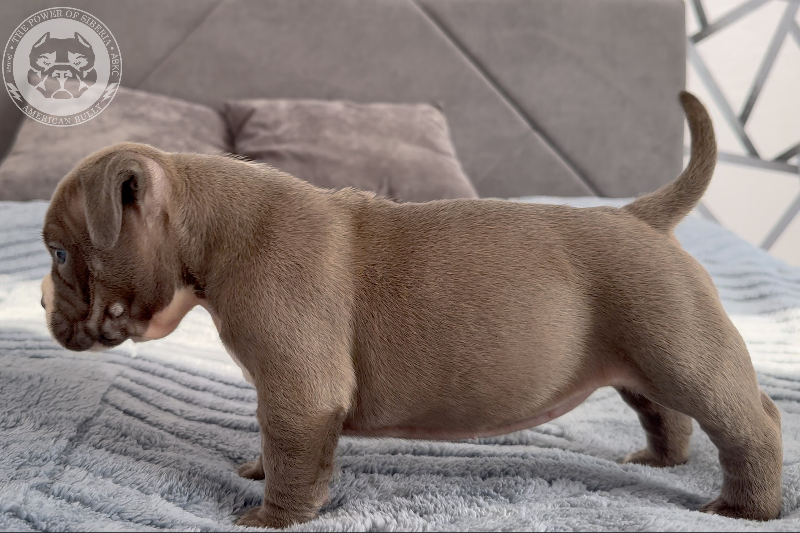 Свободные щенки Американский Булли стандарт и Свободные щенки Американский Булли классик. Американский Булли в г. Ростов-на-Дону. Питомник THE POWER OF SIBERIA