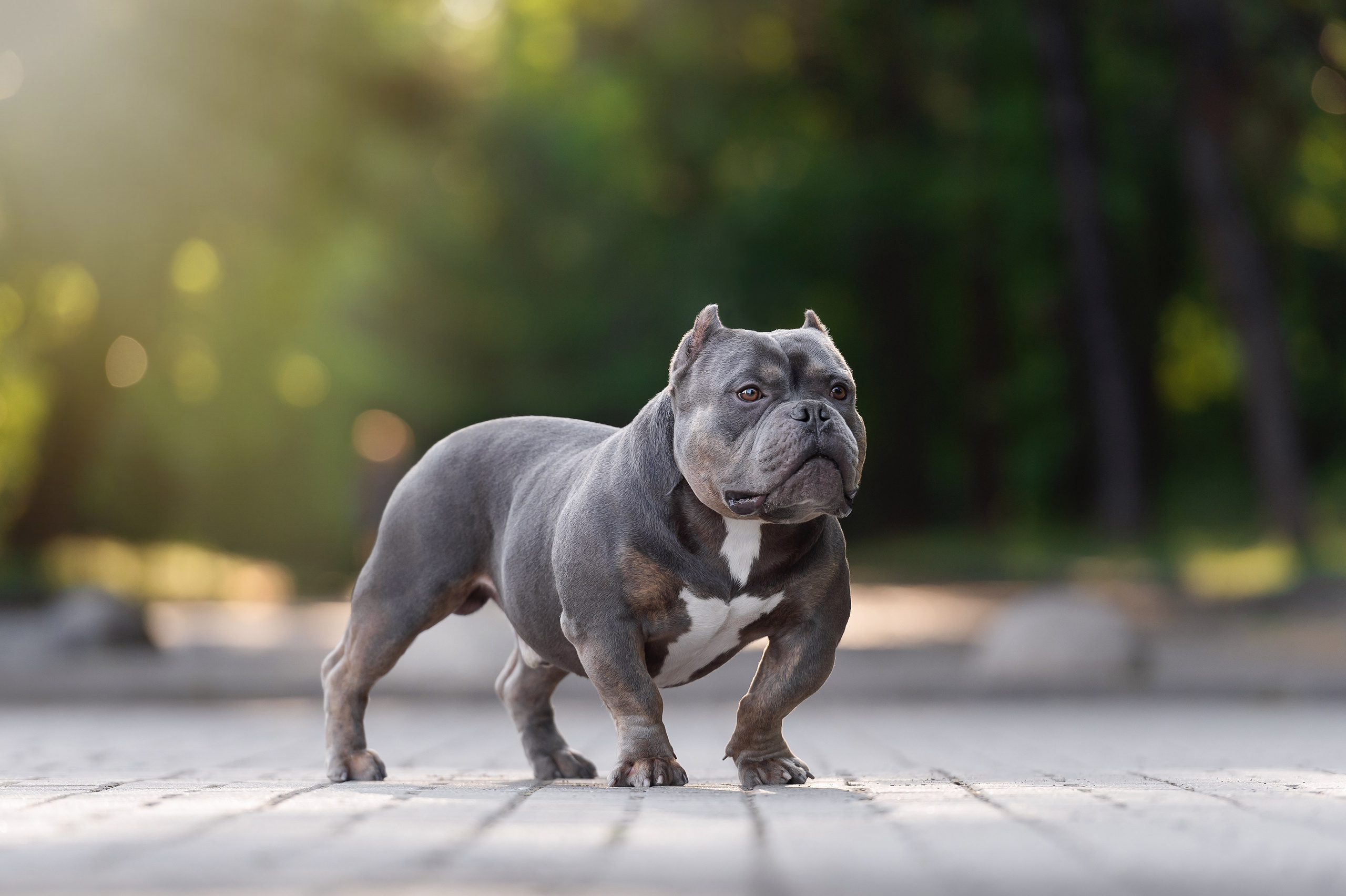 кобель на вязку Американский булли в Саратове