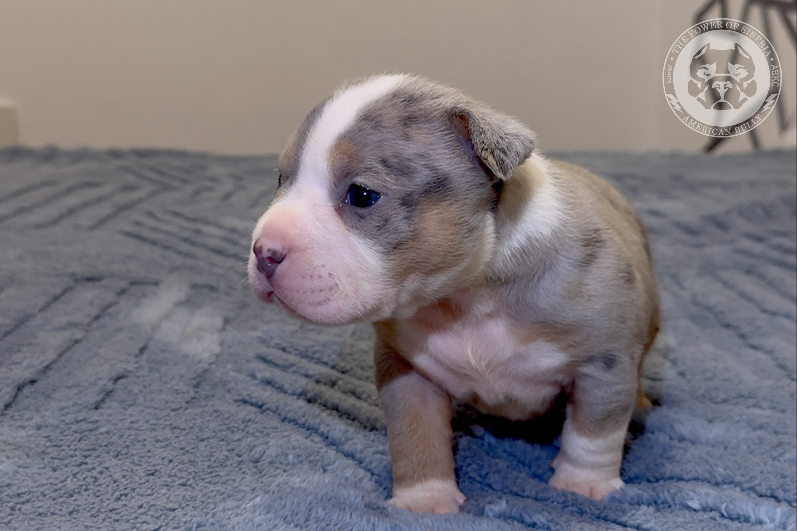 Свободные щенки Американский Булли, в типах покет, классик, стандарт. Американский Булли в г. Ростов-на-Дону. Питомник THE POWER OF SIBERIA