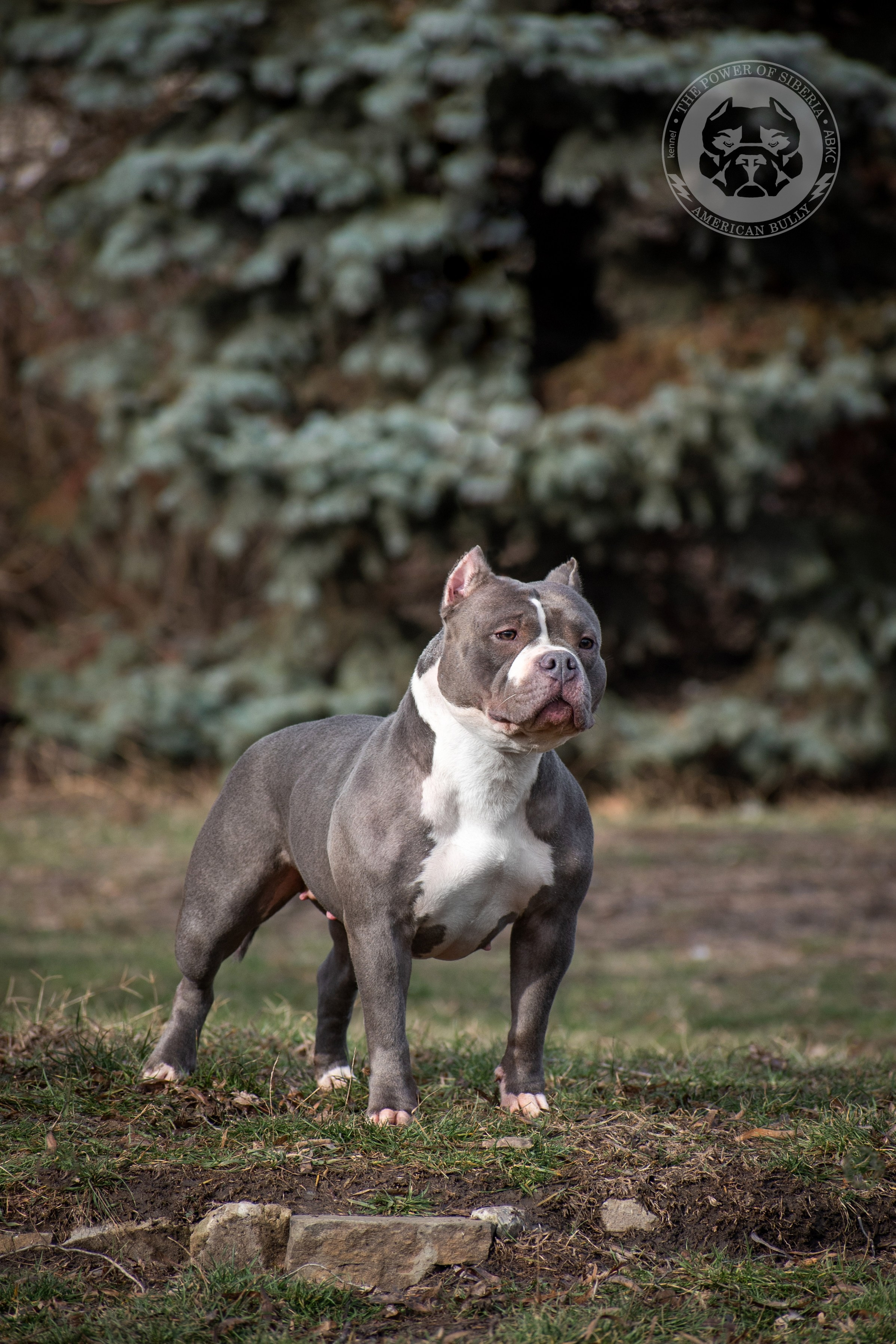 официальный питомник Американских булли в Пензе