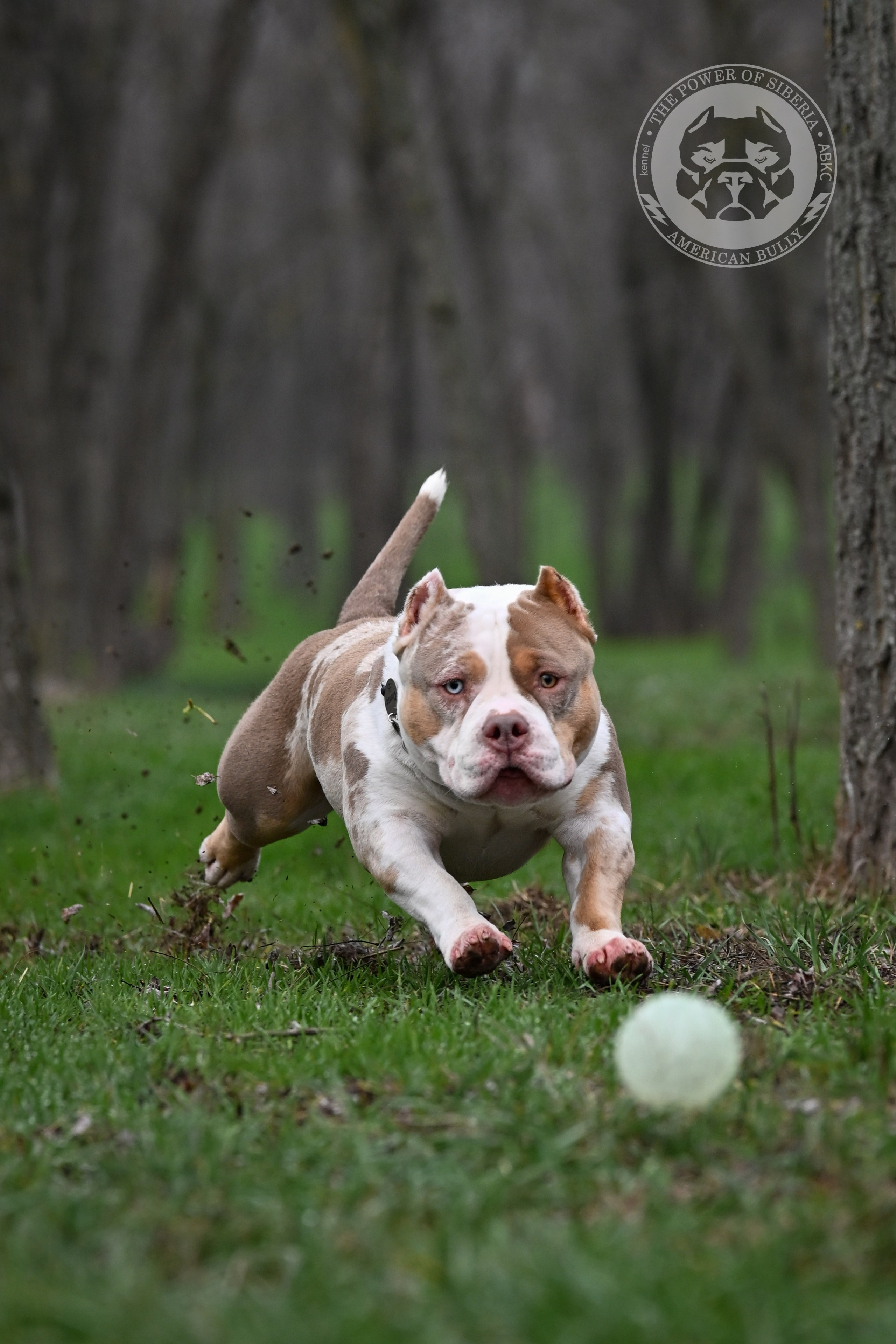 THE POWER OF SIBERIA SIMBA. Американский Булли в г. Ростов-на-Дону. Питомник THE POWER OF SIBERIA