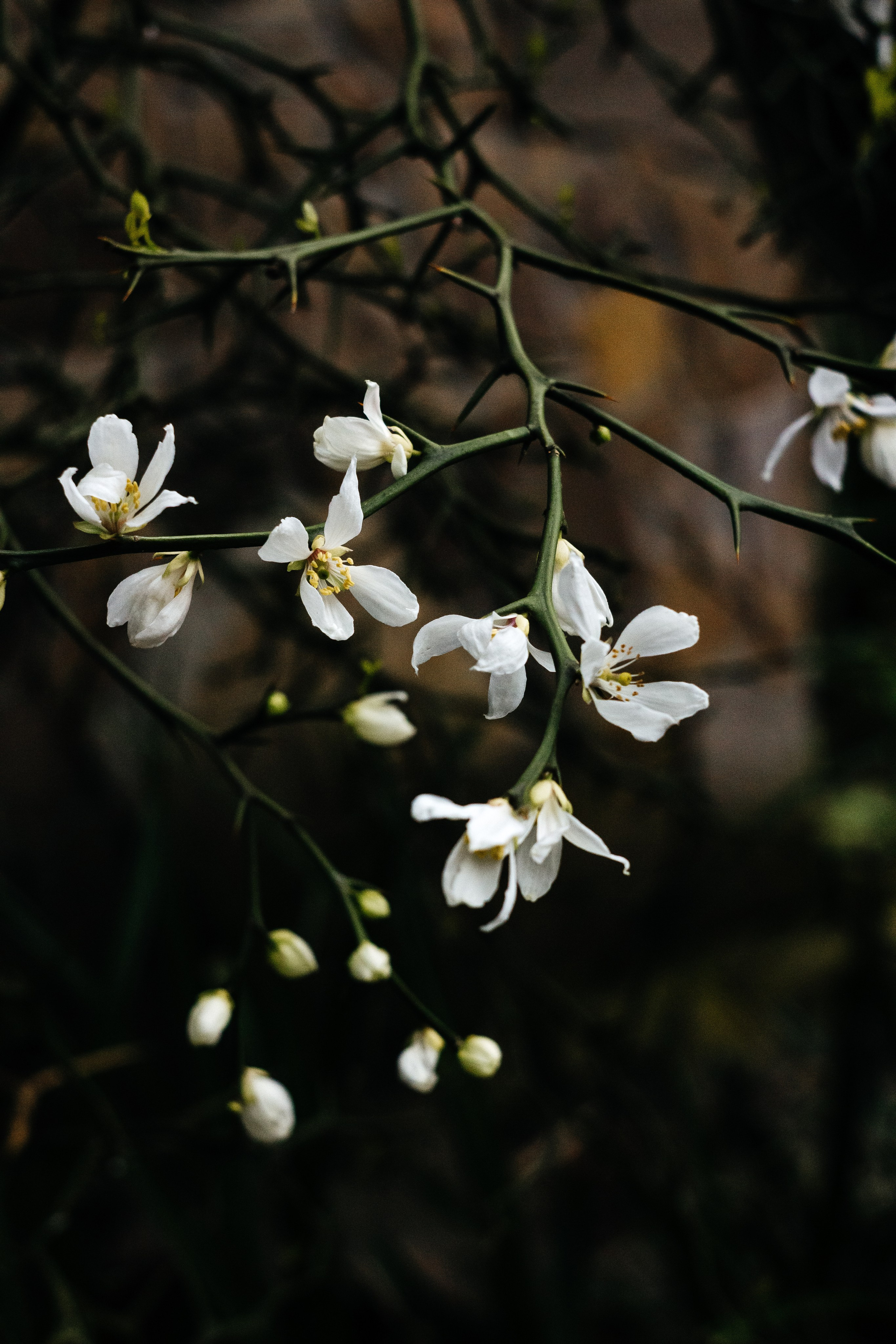 Helios. Photographer Mary Matveenko