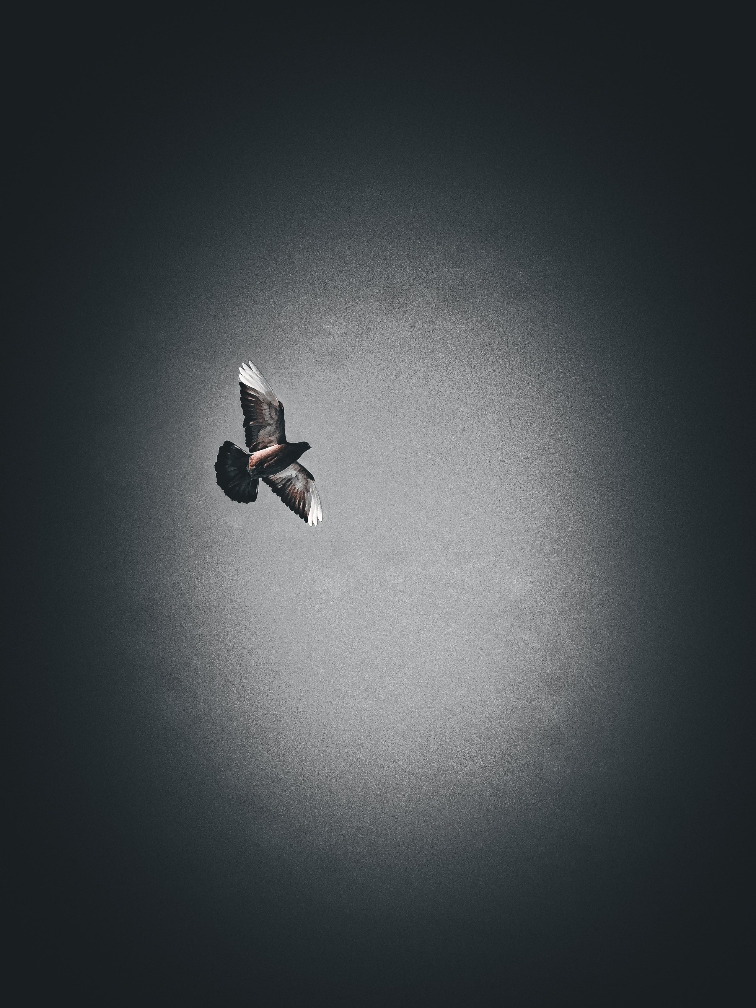 Birds. Игорь Урывский. Фотограф Красноярск