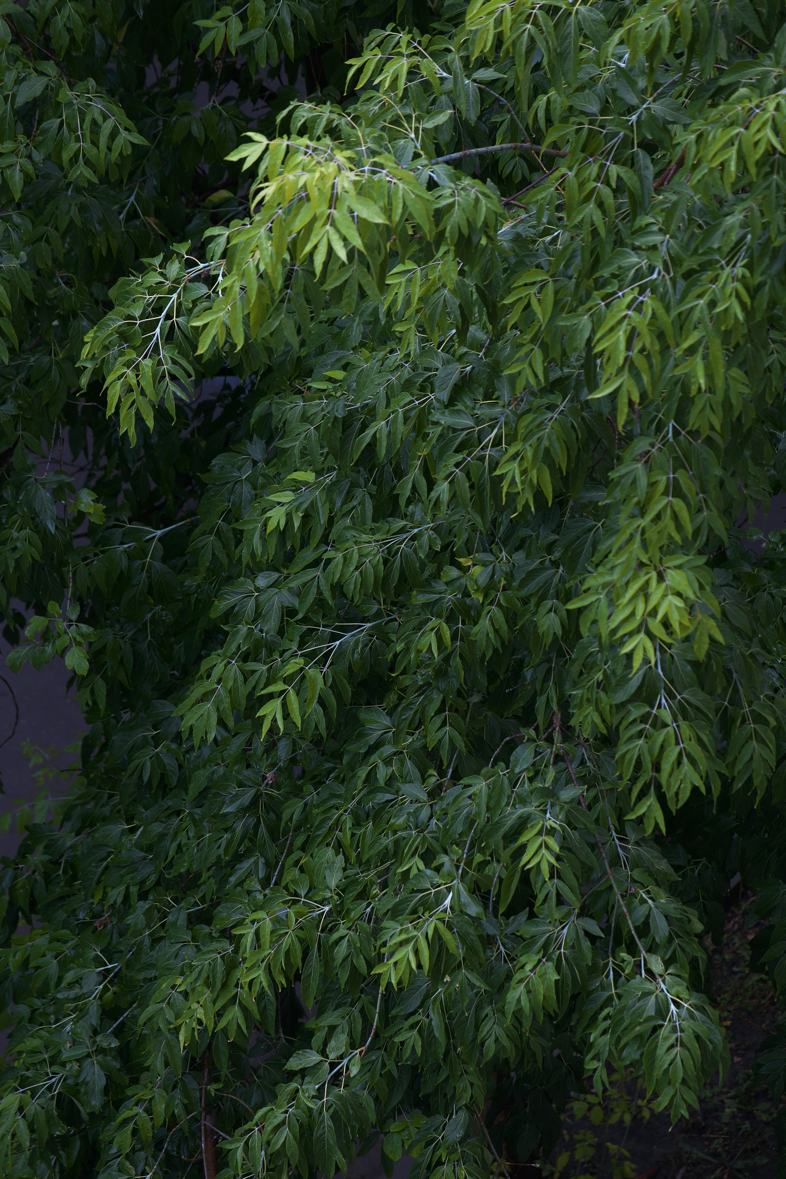 Листья 🌿. Миша Печёнкин | фотография
