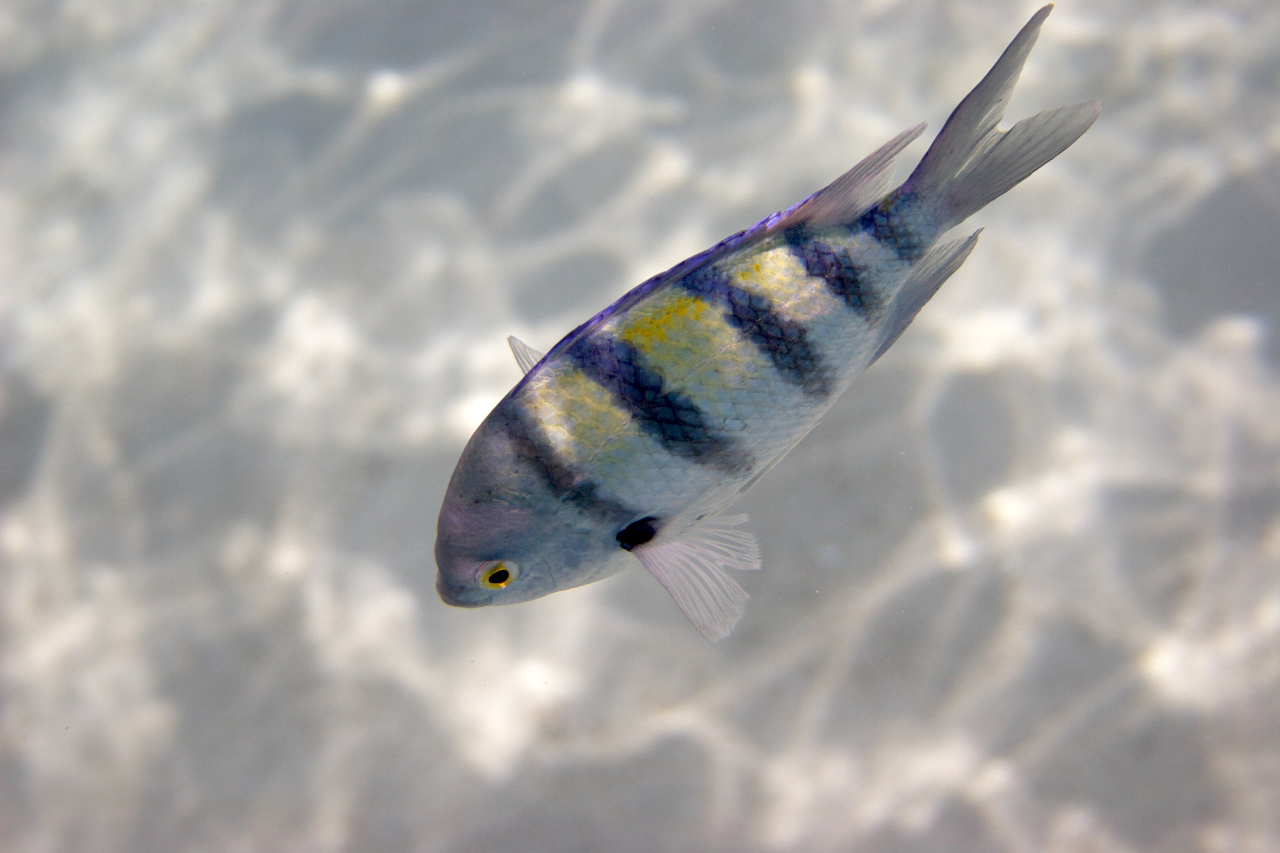 Под водой. Миша Печёнкин | фотография