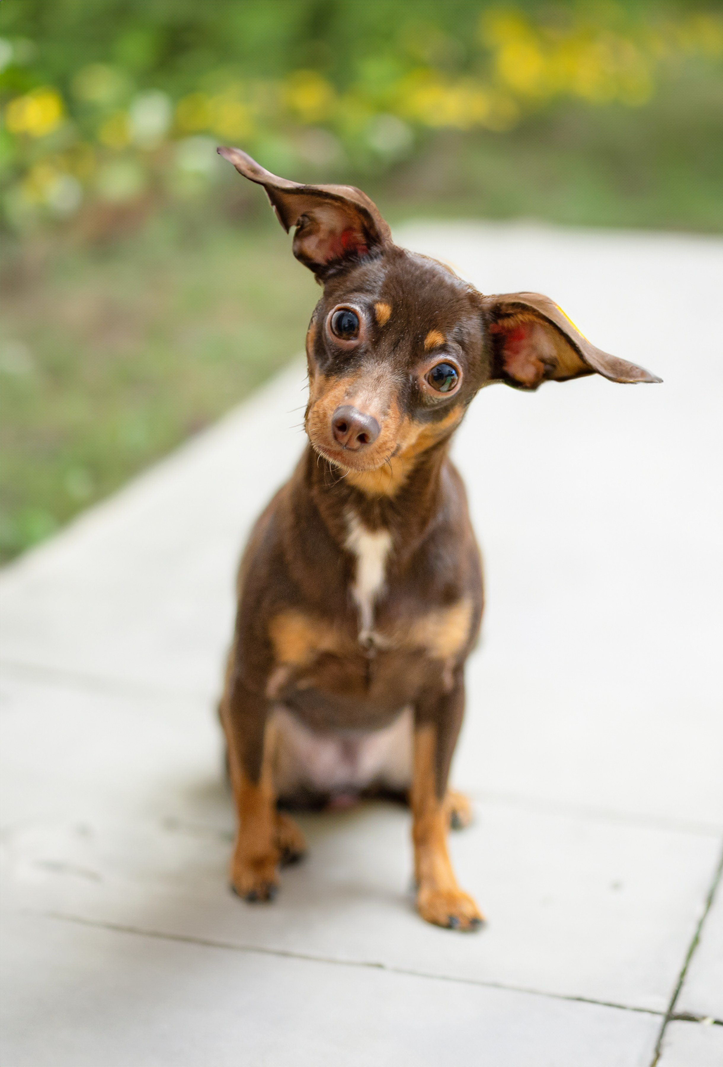 Питомцы. Интерьерный фотограф. Фото- видеосъемка недвижимости Санкт-Петербург