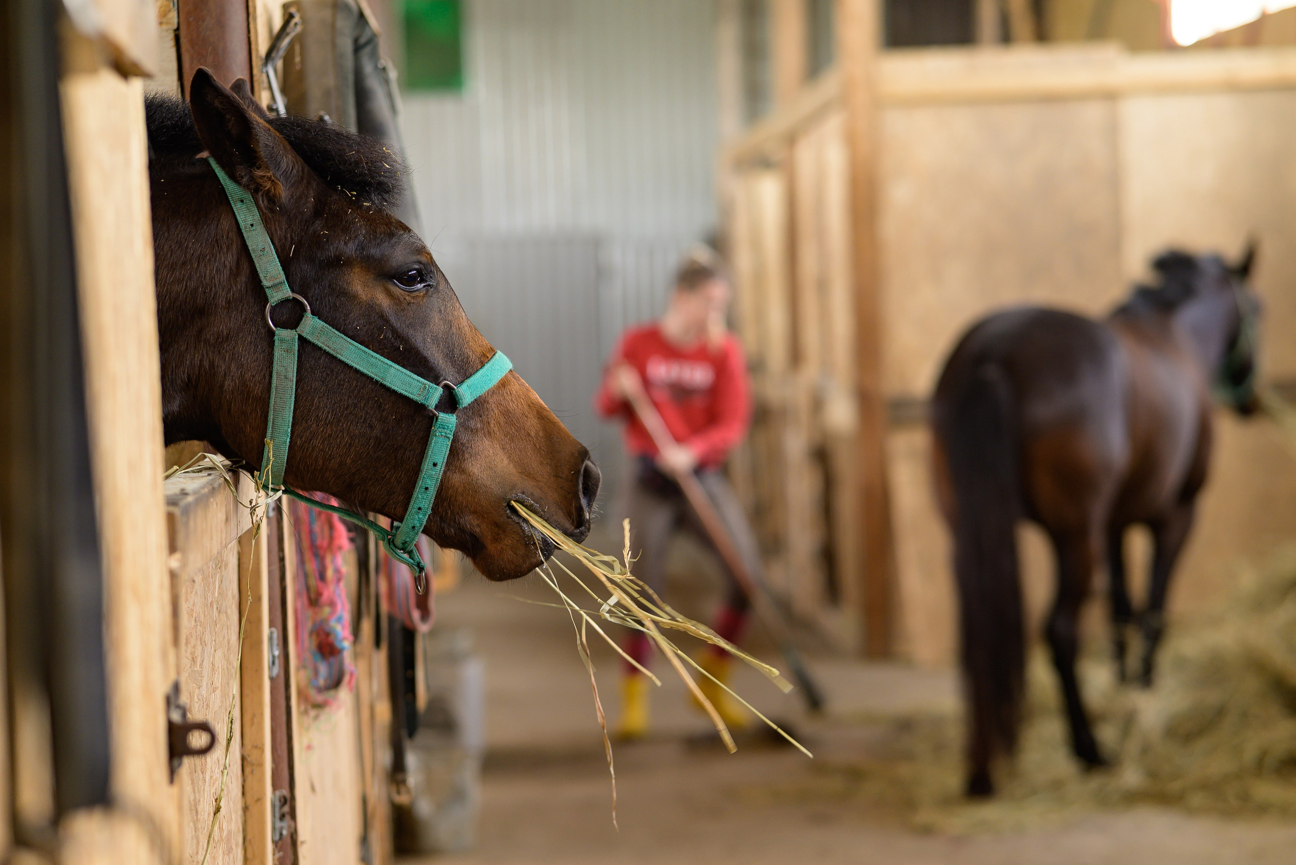 Съёмки с лошадьми. Фотограф Краснодар Наталья Сувит