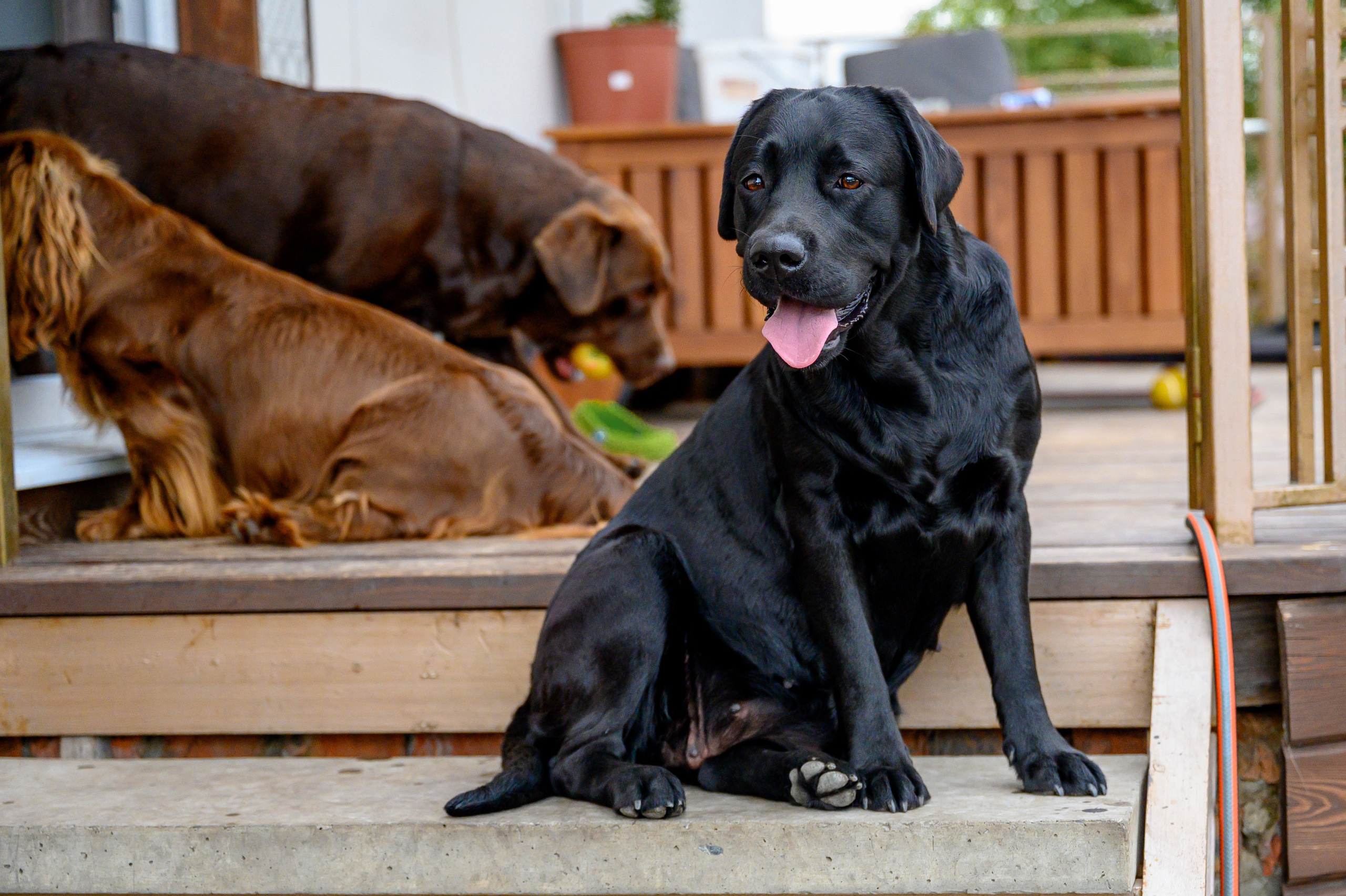 Спаниель и Лабрадоры. Bazarkom-photo.ru Фотограф Виктор Оськин в Старом Осколе