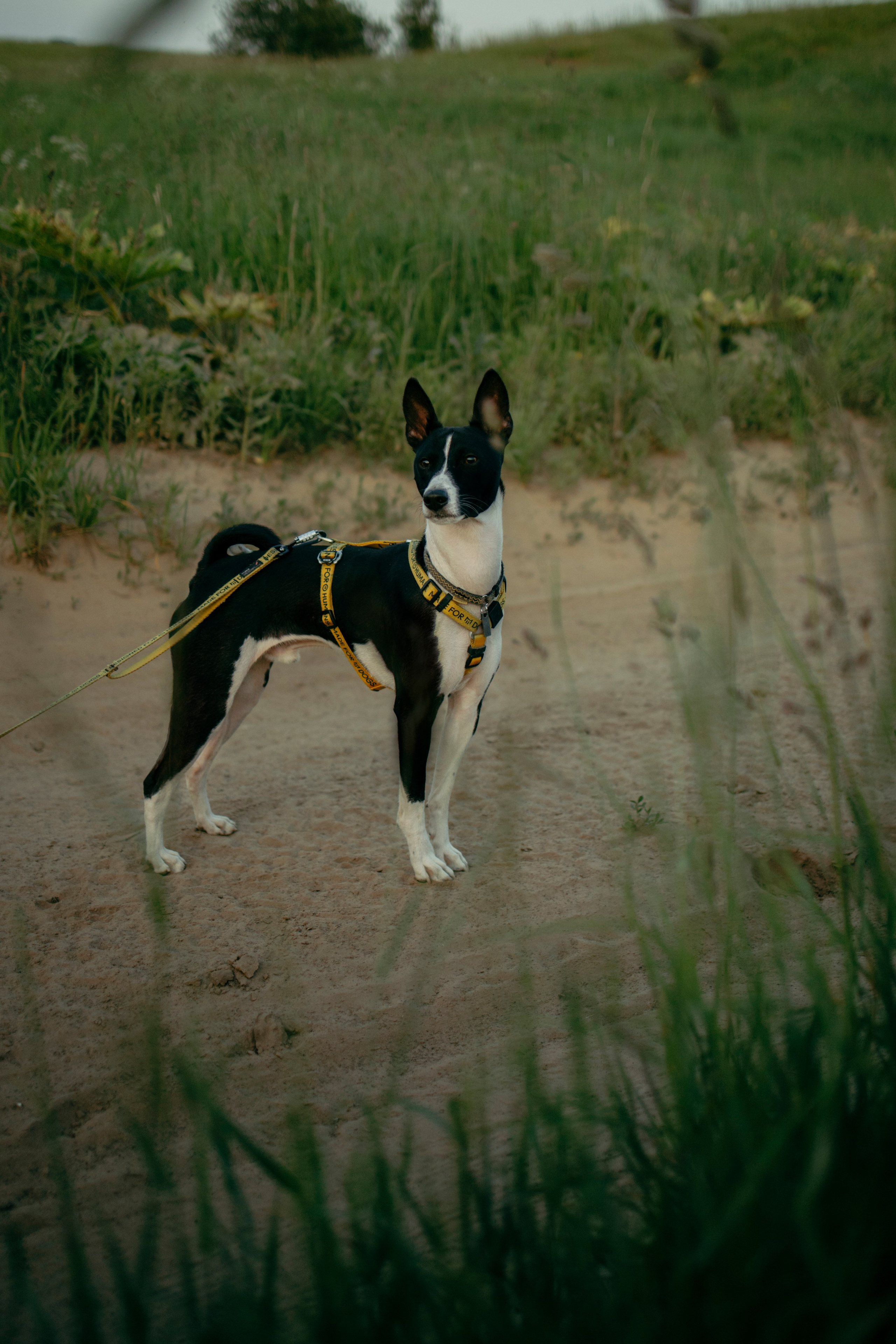 Итачи и его семья 🐾. Фотограф-анималист в Санкт-Петеребурге Титова Алиса