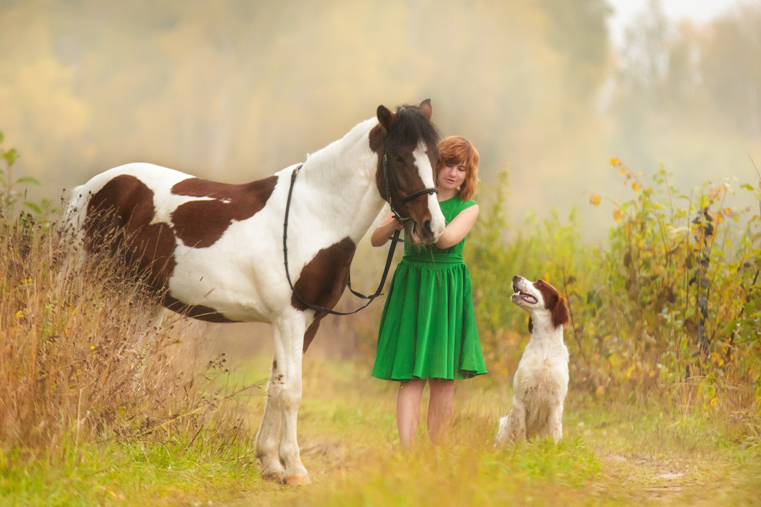 Ирландский красно-белый сеттер Шамрог. Фотограф-анималист Natalia Deingel | Фотосъемка собак в Москве