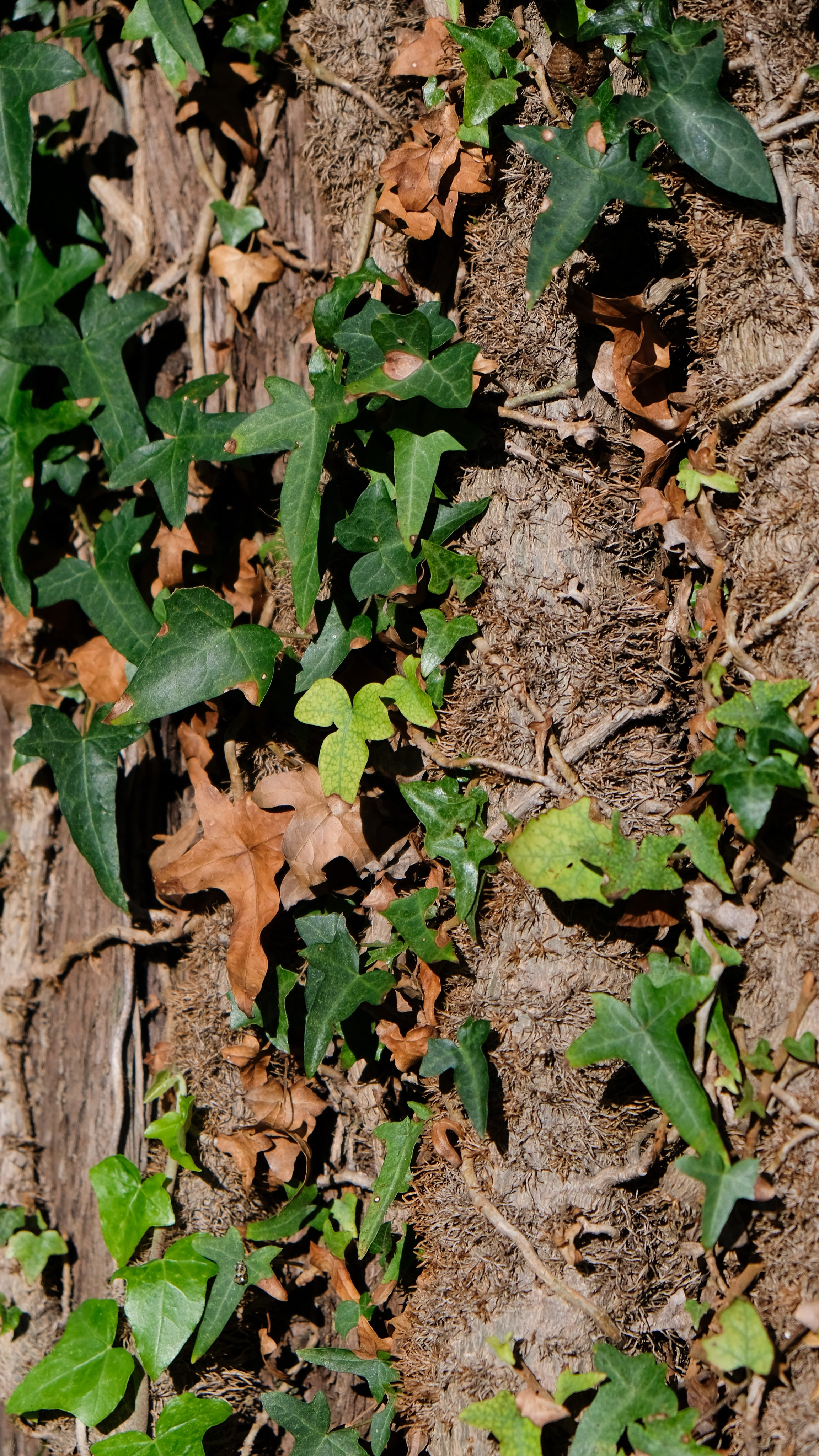 Пицунда. Главная