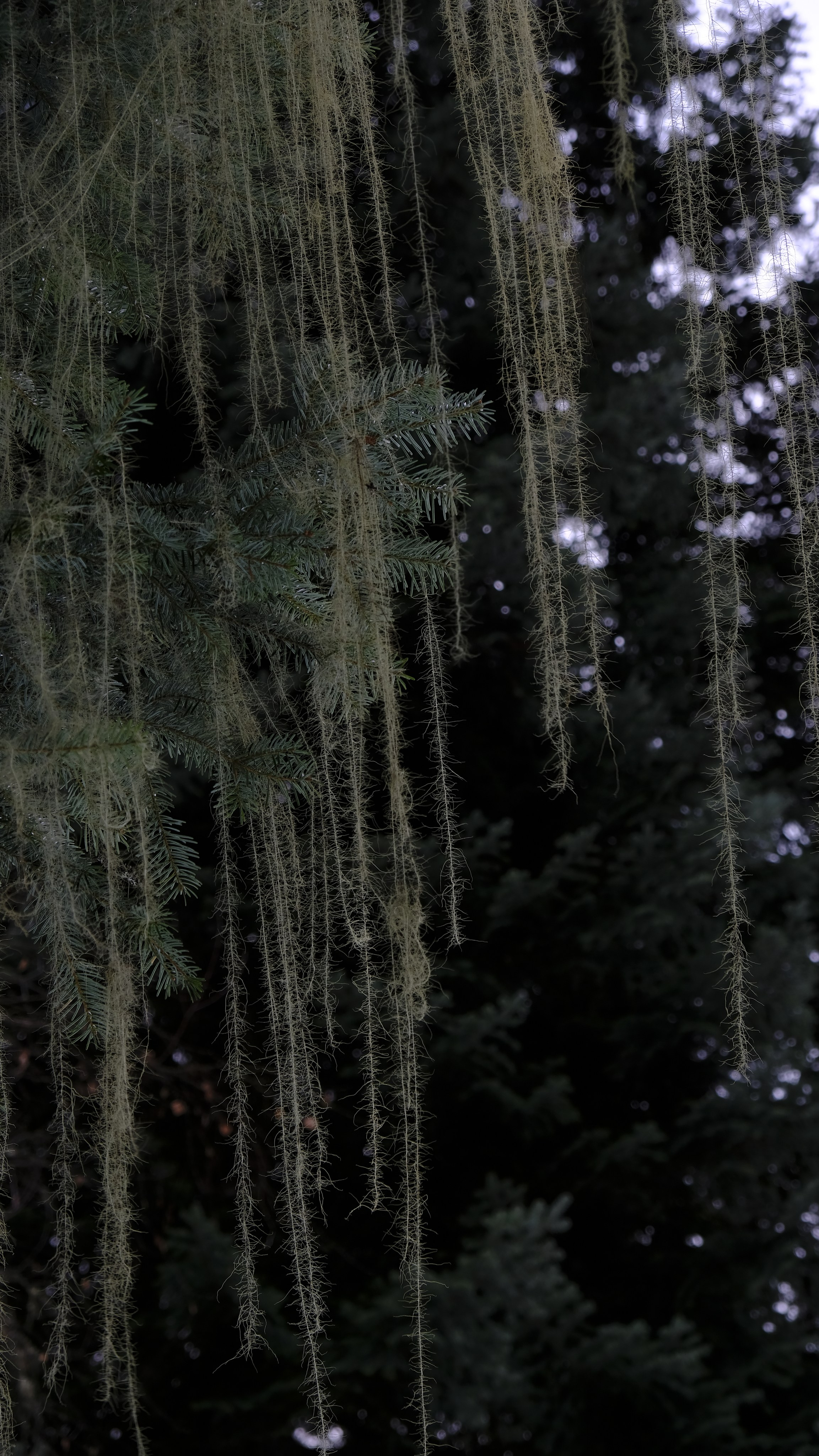 Сталинская дача на Рице зимой. Главная