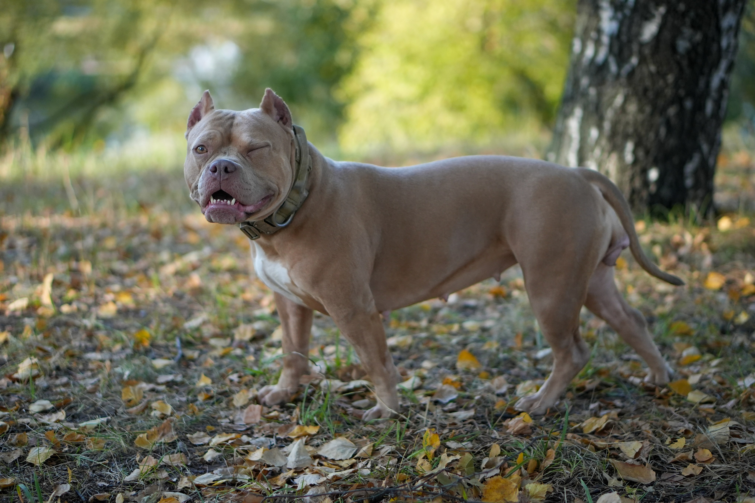 АмБулли Адель. Фотограф-анималист Асадова