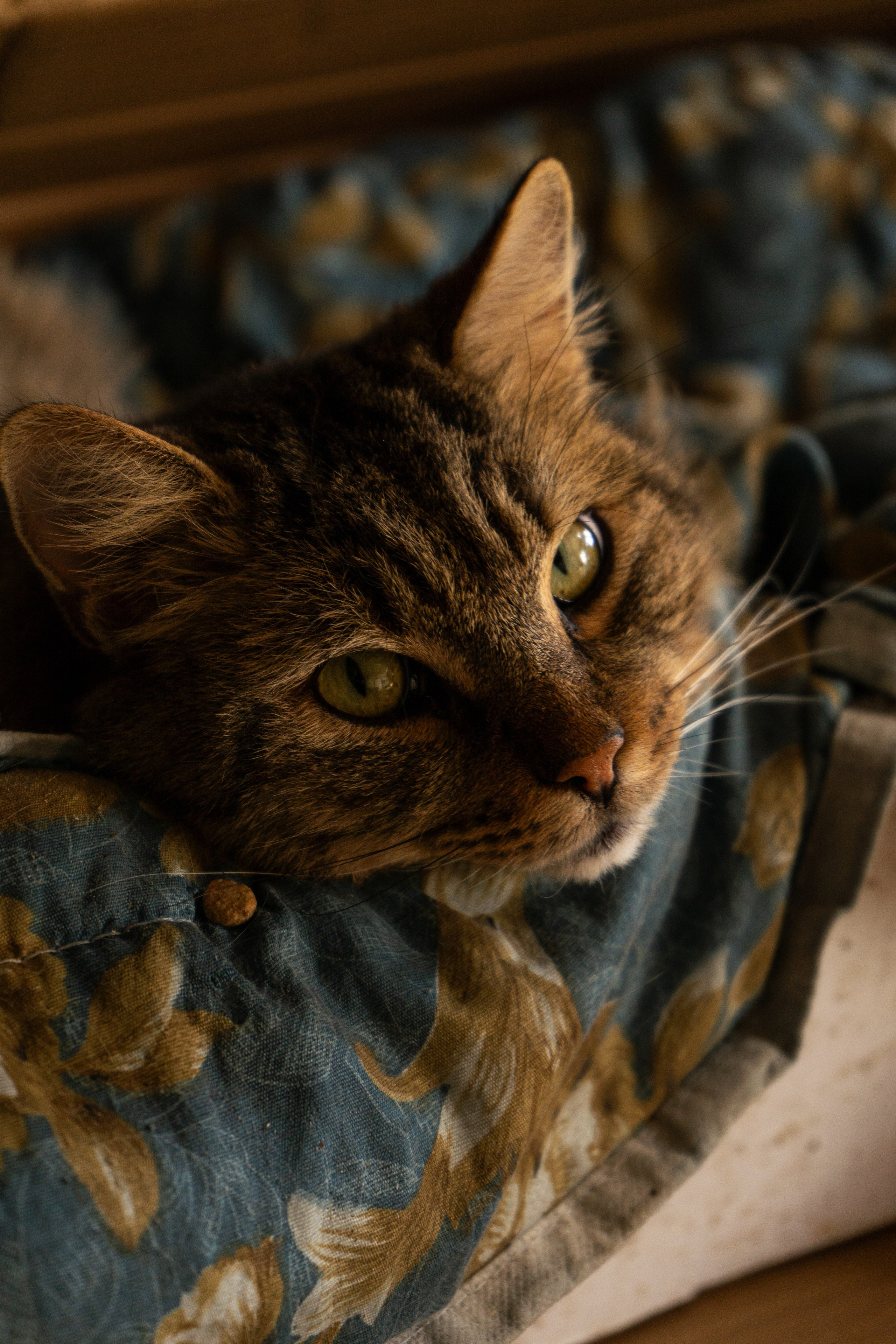 Pets. Makaroshkassirom — photographer in Minsk