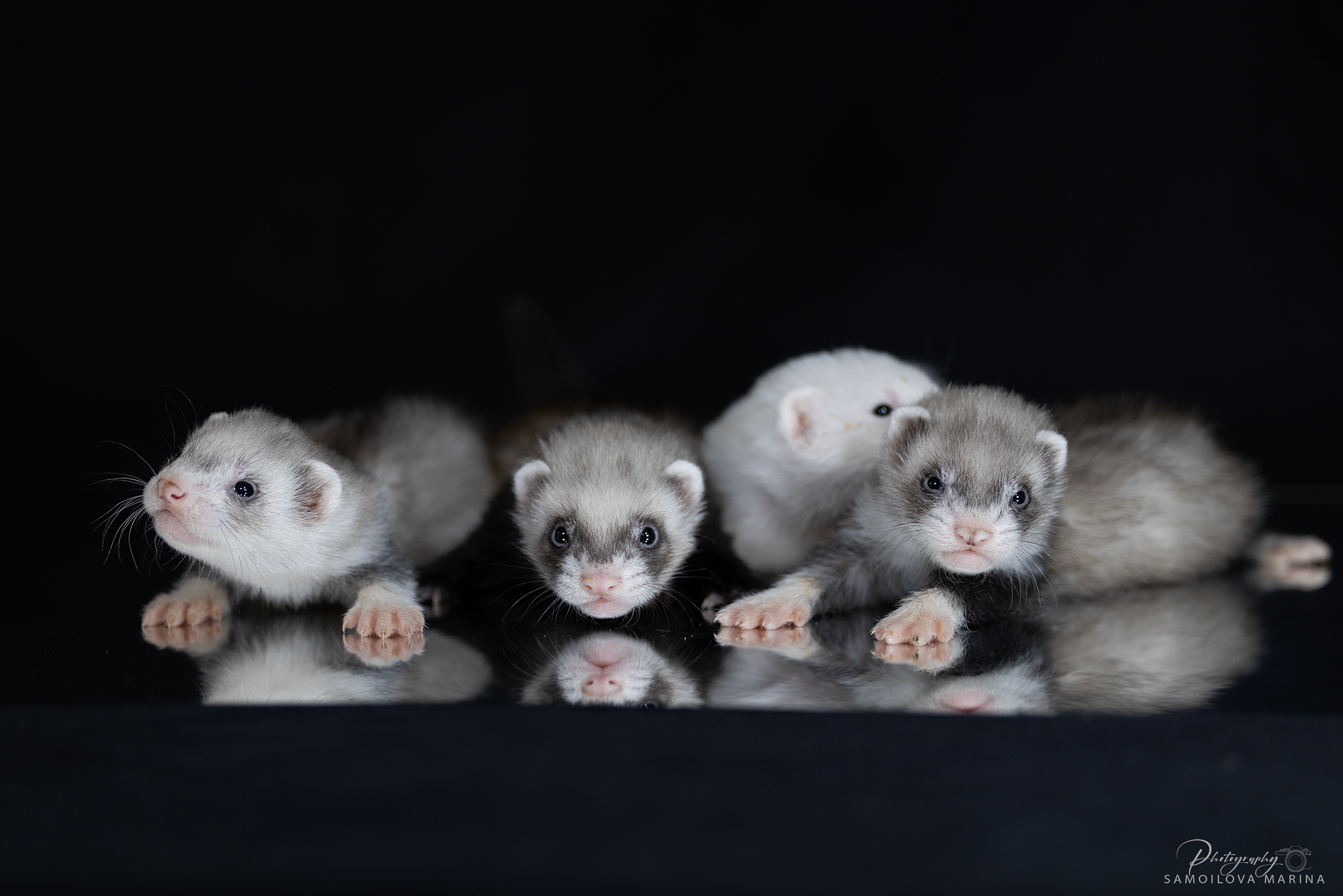 Хорьки. Фотограф-анималист в Москве и МО Самойлова Марина