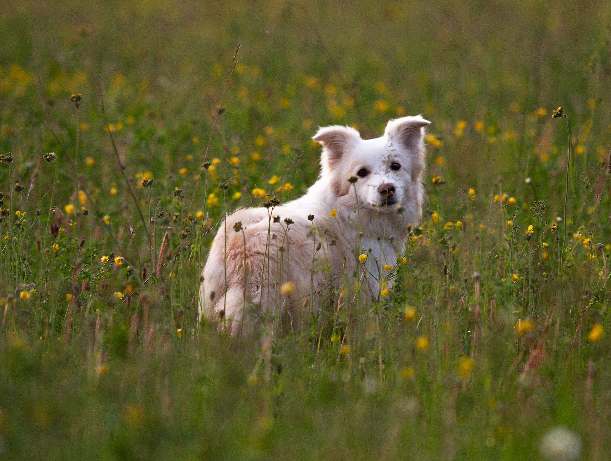 Собаки. Фотограф-анималист в Москве и МО Самойлова Марина