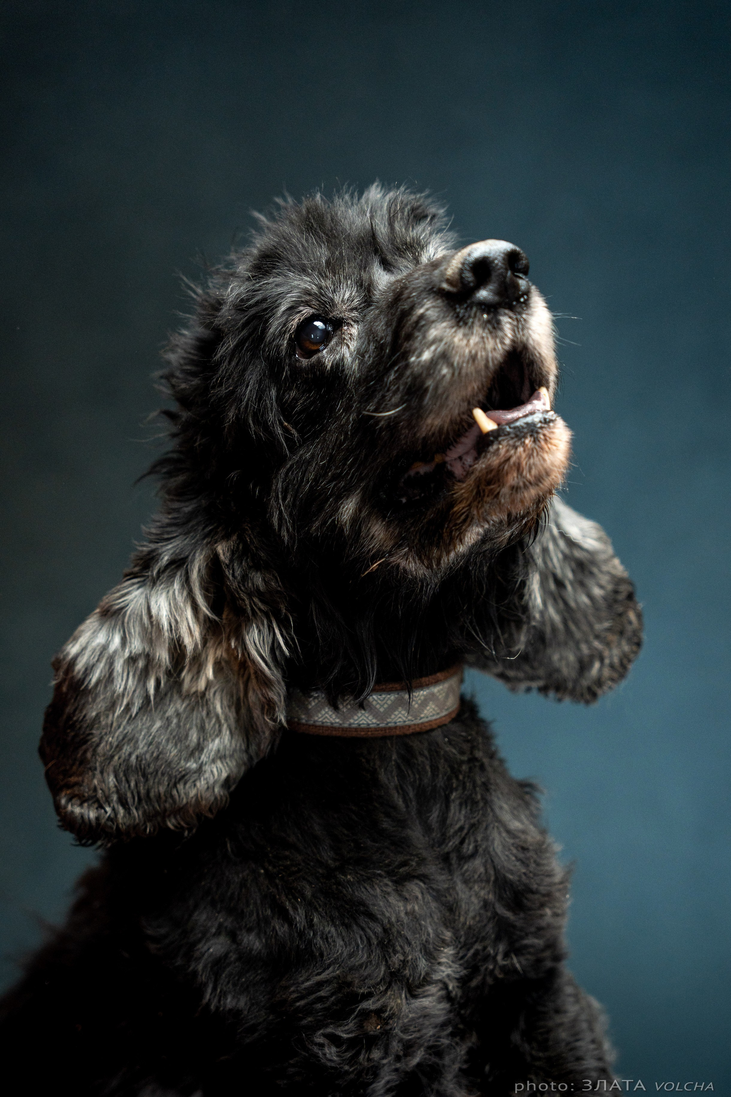 Собаки в студии. Фото, видео, монтаж