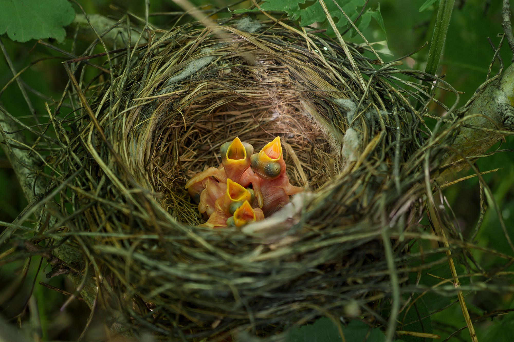 Удивительные мир птиц. Вокруг нас столько прекрасного — присмотритесь!. Ваш личный фотограф Марина Волкова