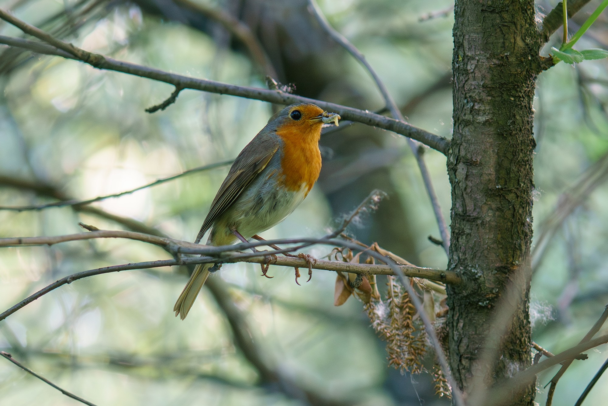 Удивительные мир птиц. Вокруг нас столько прекрасного — присмотритесь!. Ваш личный фотограф Марина Волкова