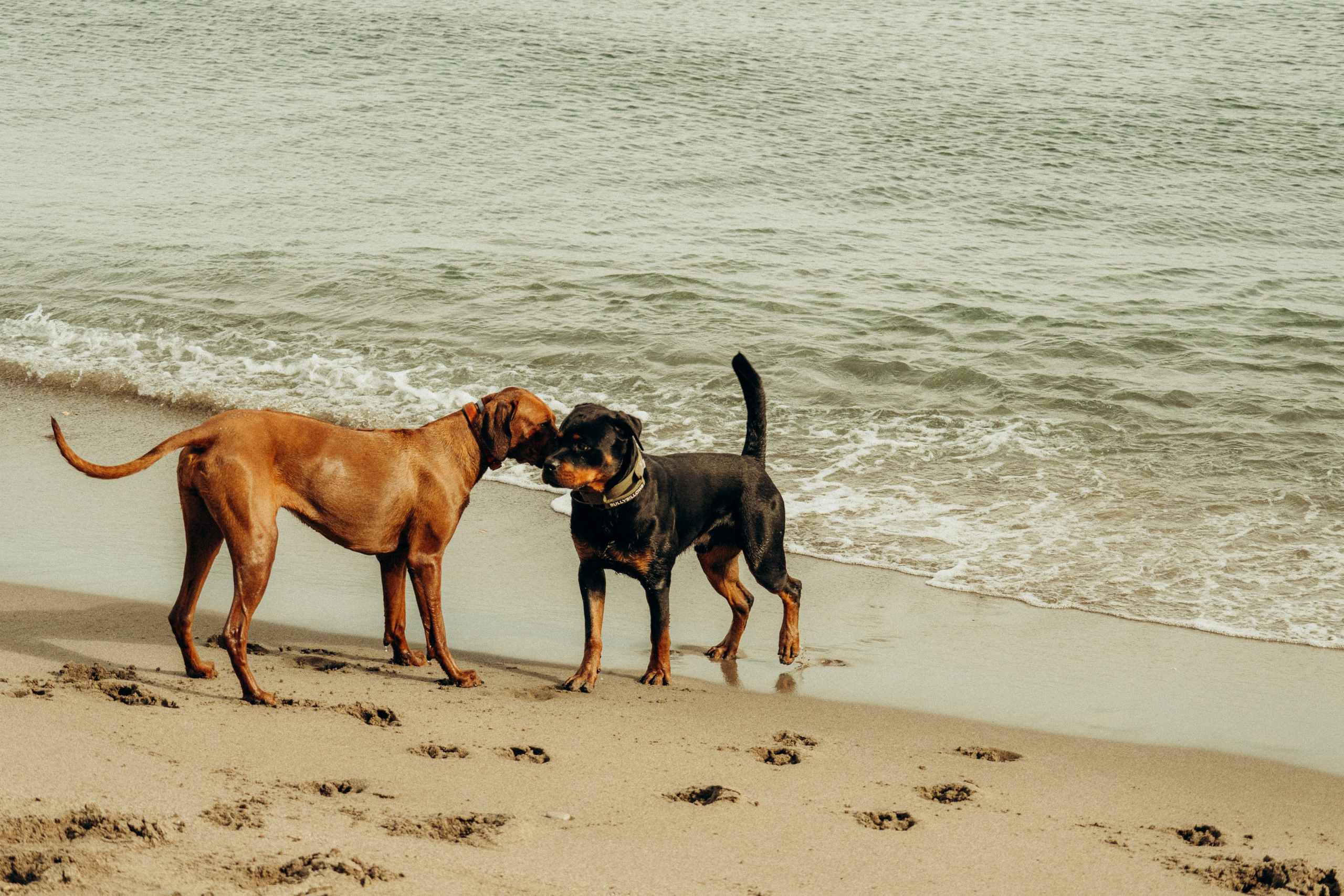 Beach. IANA VOLITSKAYA. LifeStyle Photographer in Gibraltar