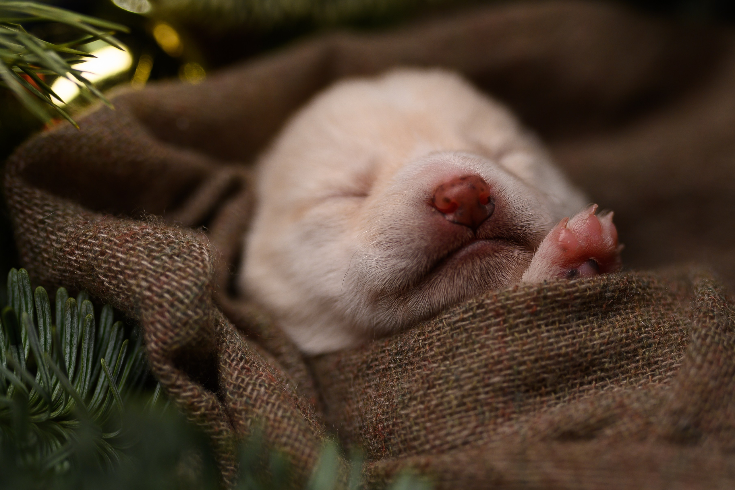 Мамесиба. Фотограф анималист в Москве Ольга Агушева
