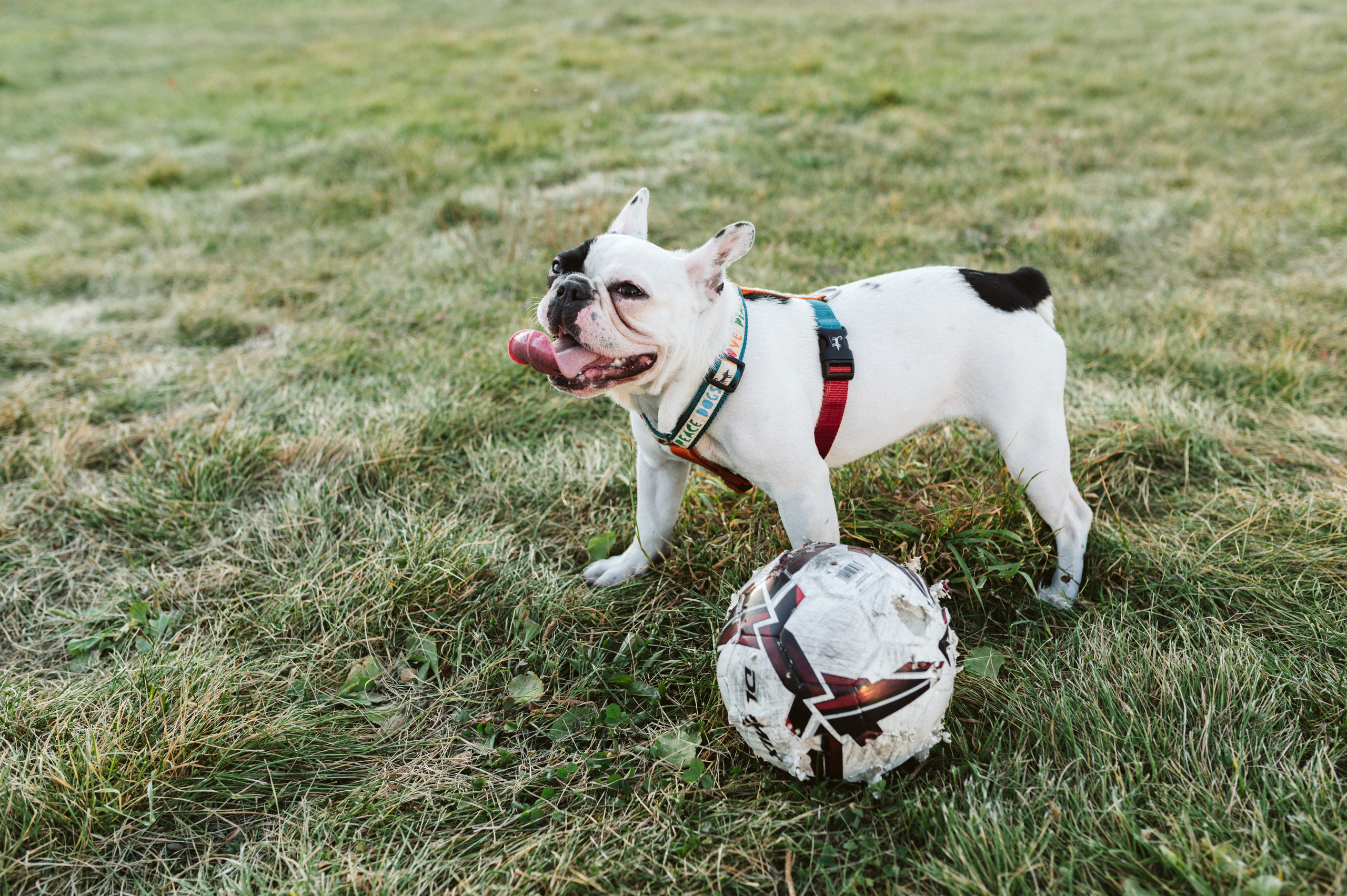Инна и Белль. Фотограф анималист в Москве Ольга Агушева