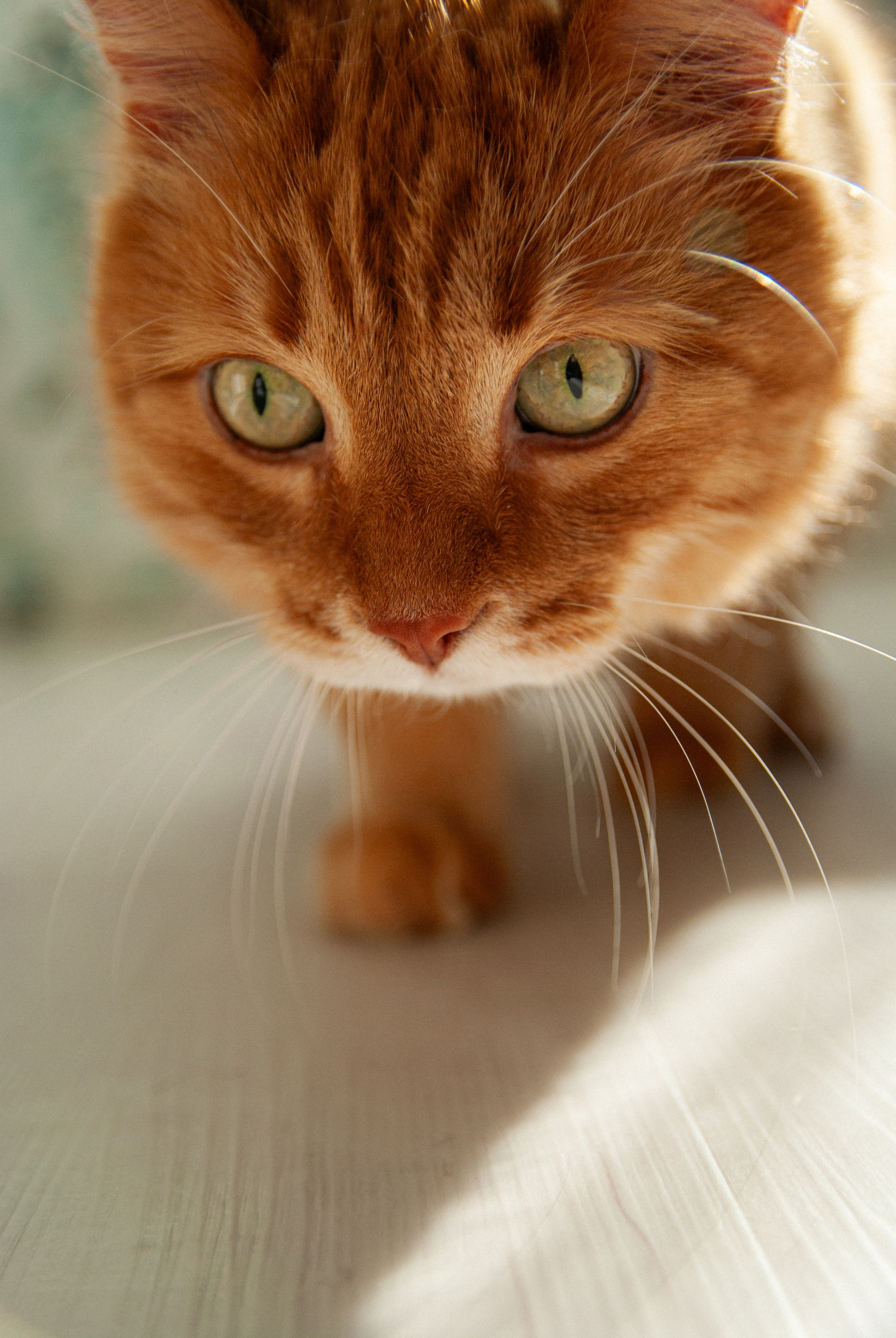 Зоопарк в моём багаже. Кошенкова Мария: портретный и репортажный фотограф. Санкт-Петербург