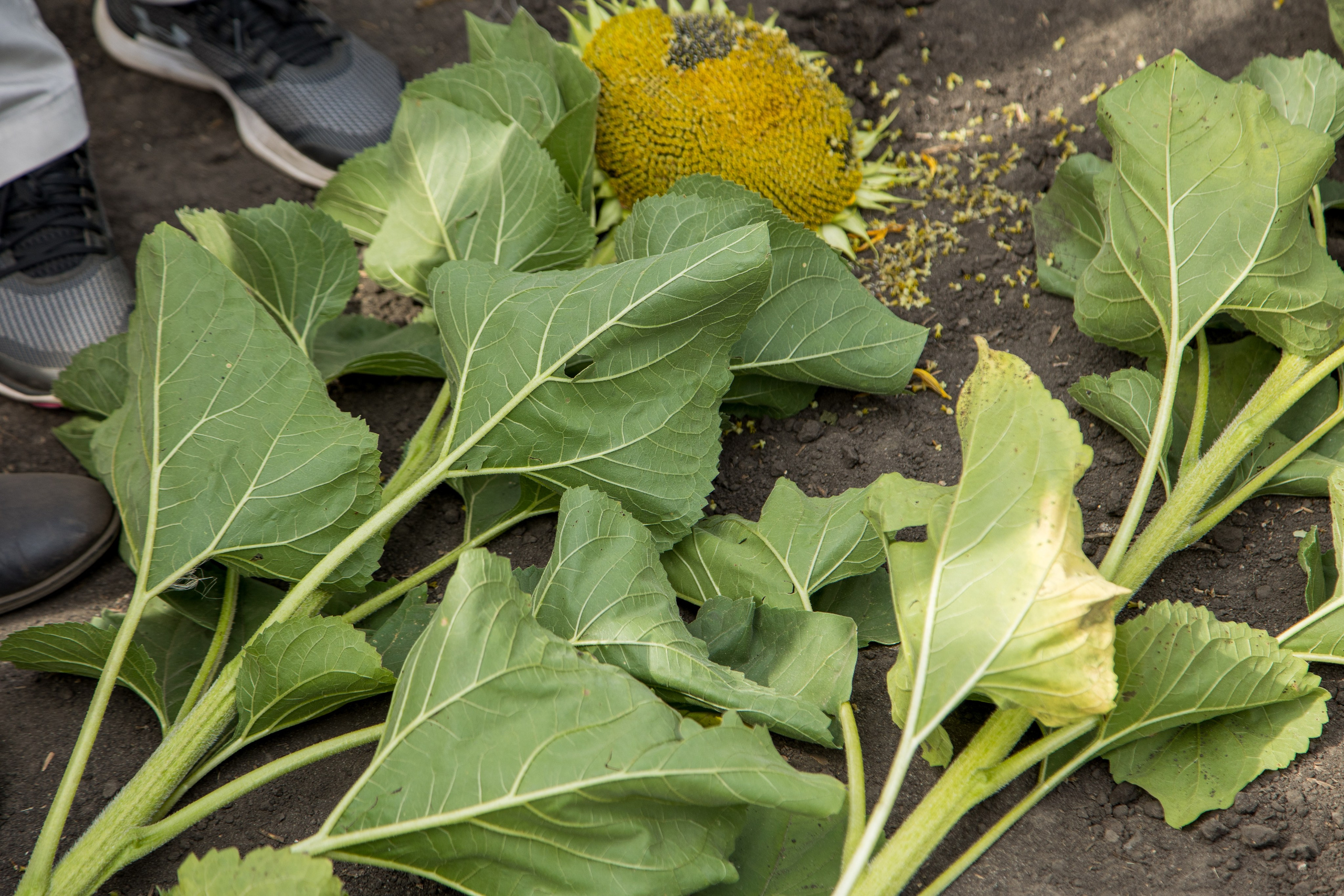 Решения для сельского хозяйства BASF 16.08.2022. Владислав Волков | Фотография и видеосъемка в Воронеже