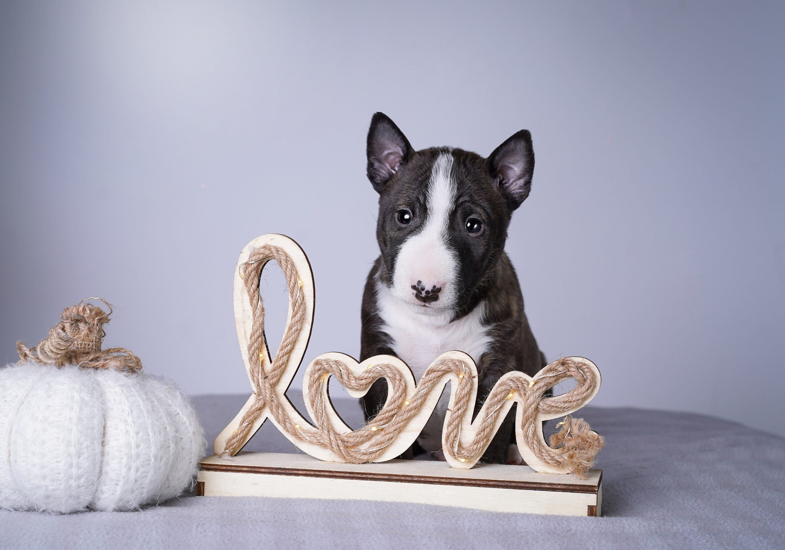 Щенки минибуля. Фотограф-анималист в Санкт-Петербурге Яна Мартынова