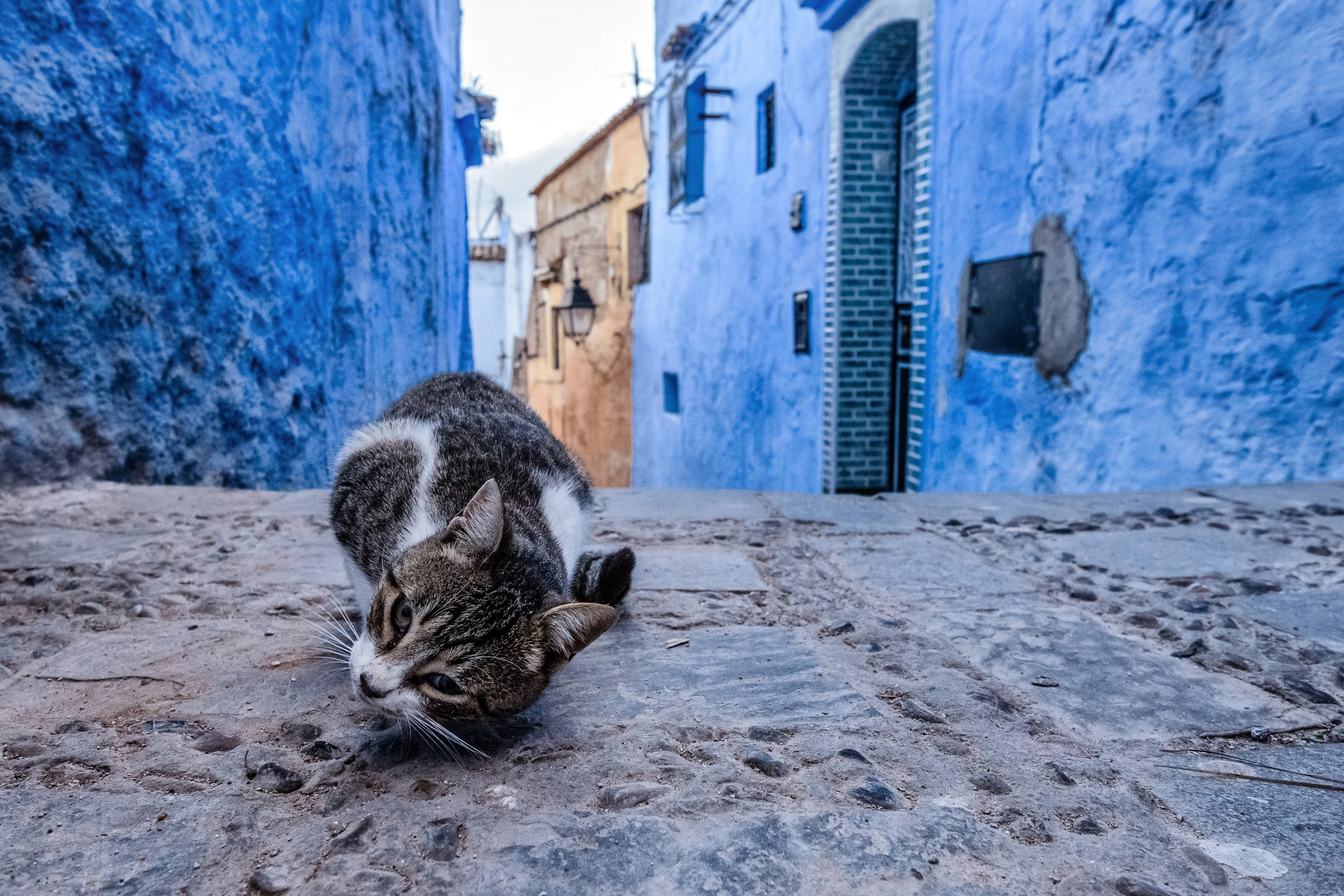Обитатели синего города. Пейзажный фотограф Сергей Пестерев. Фото природы