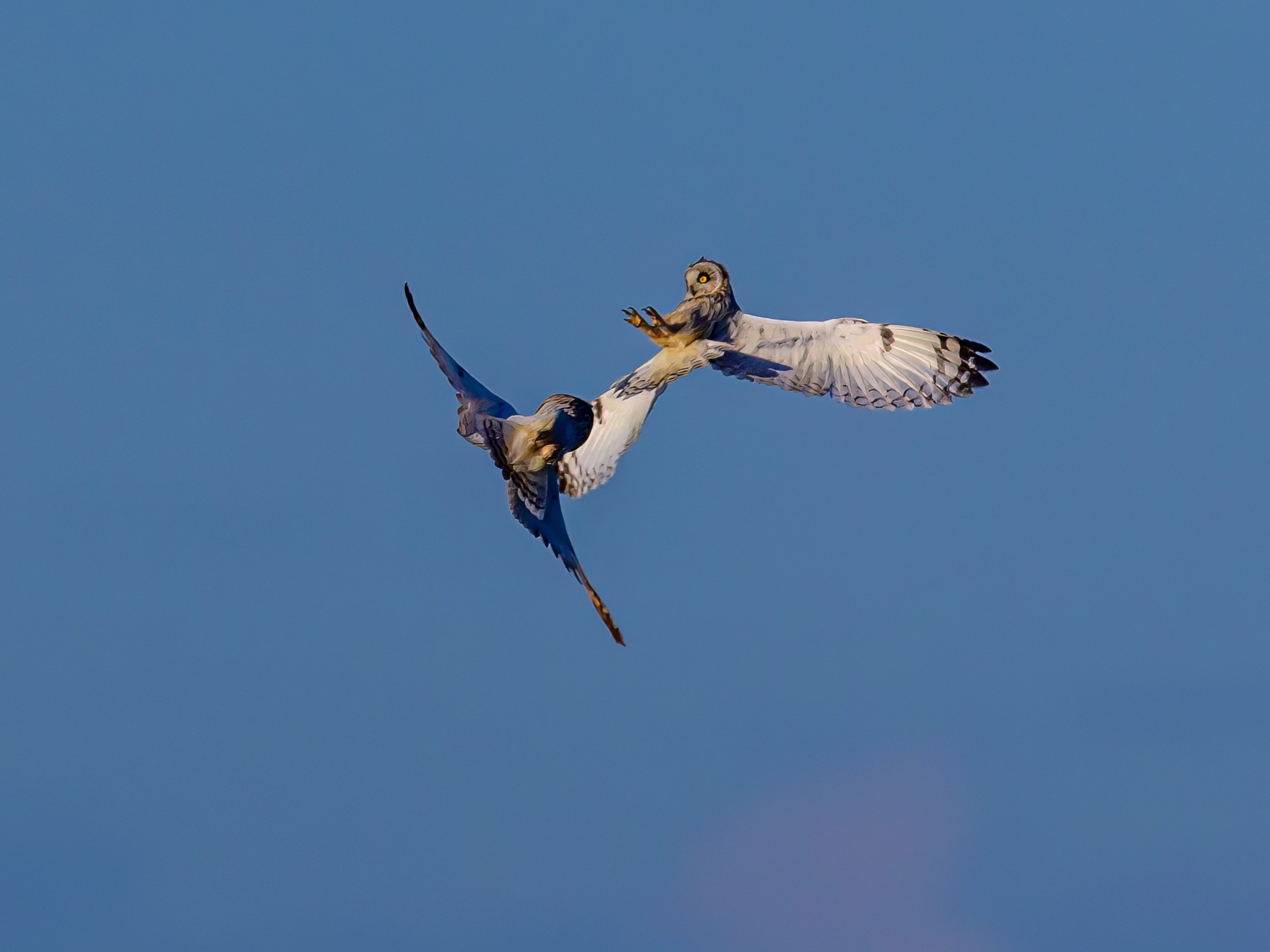 Short eared owl. Wildlife photography by Sergey Puponin