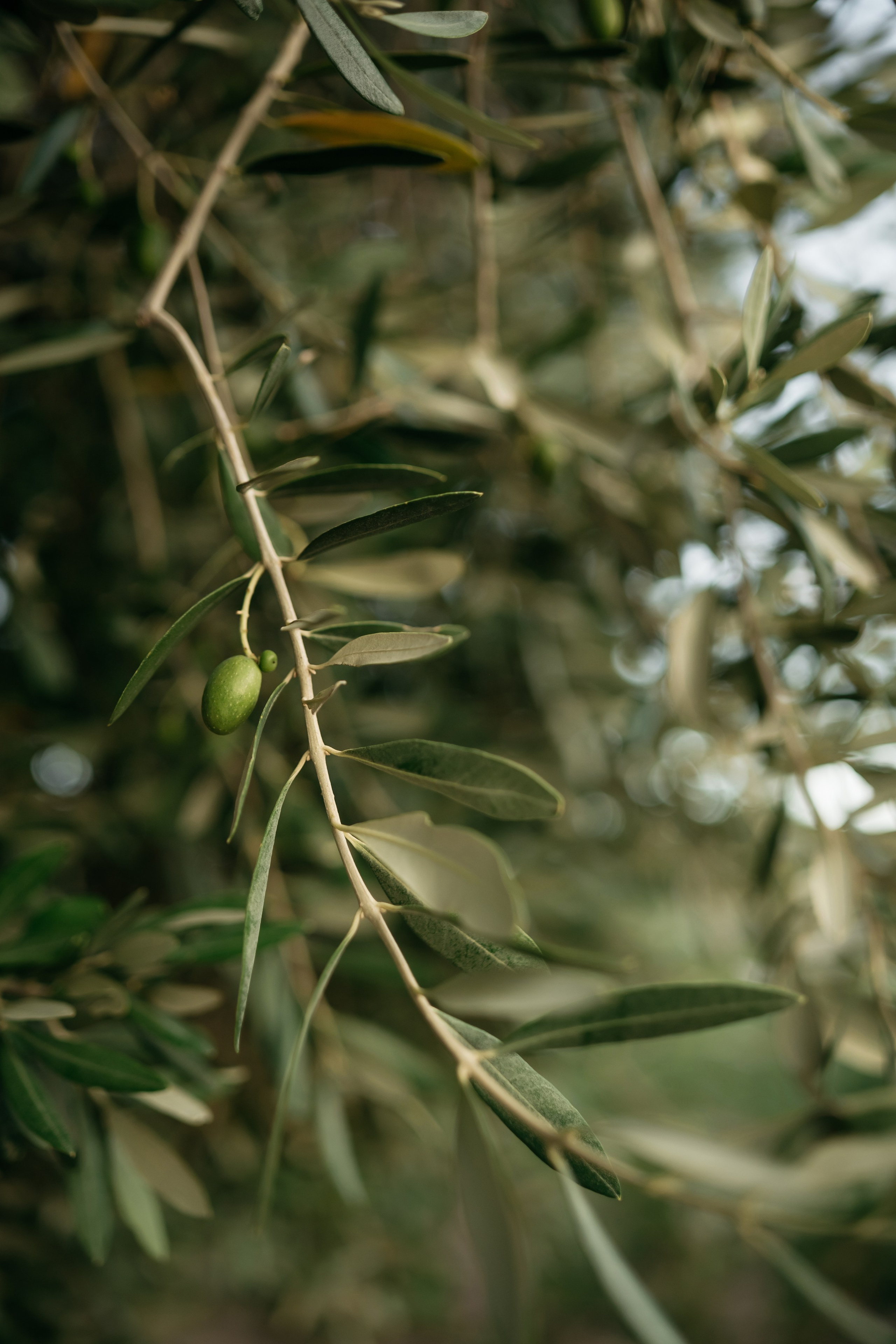 Свадьба в Винном парке в Крыму. Свадебный и семейный фотограф и видеограф, Крым, Москва, Санкт -Петербург