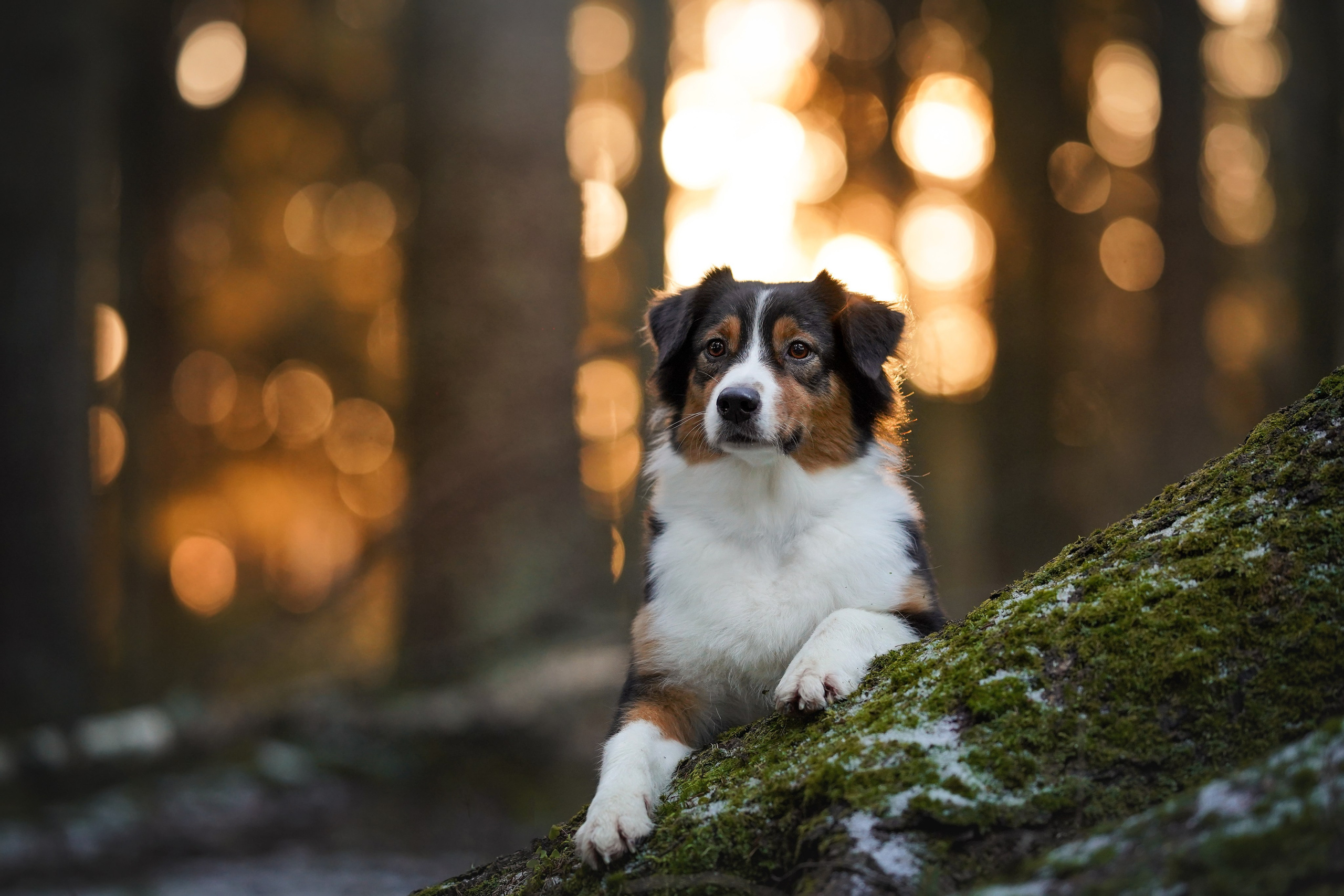 Бэст Айла и Панда. Фотограф-анималист в Санкт-Петербурге Яна Мартынова