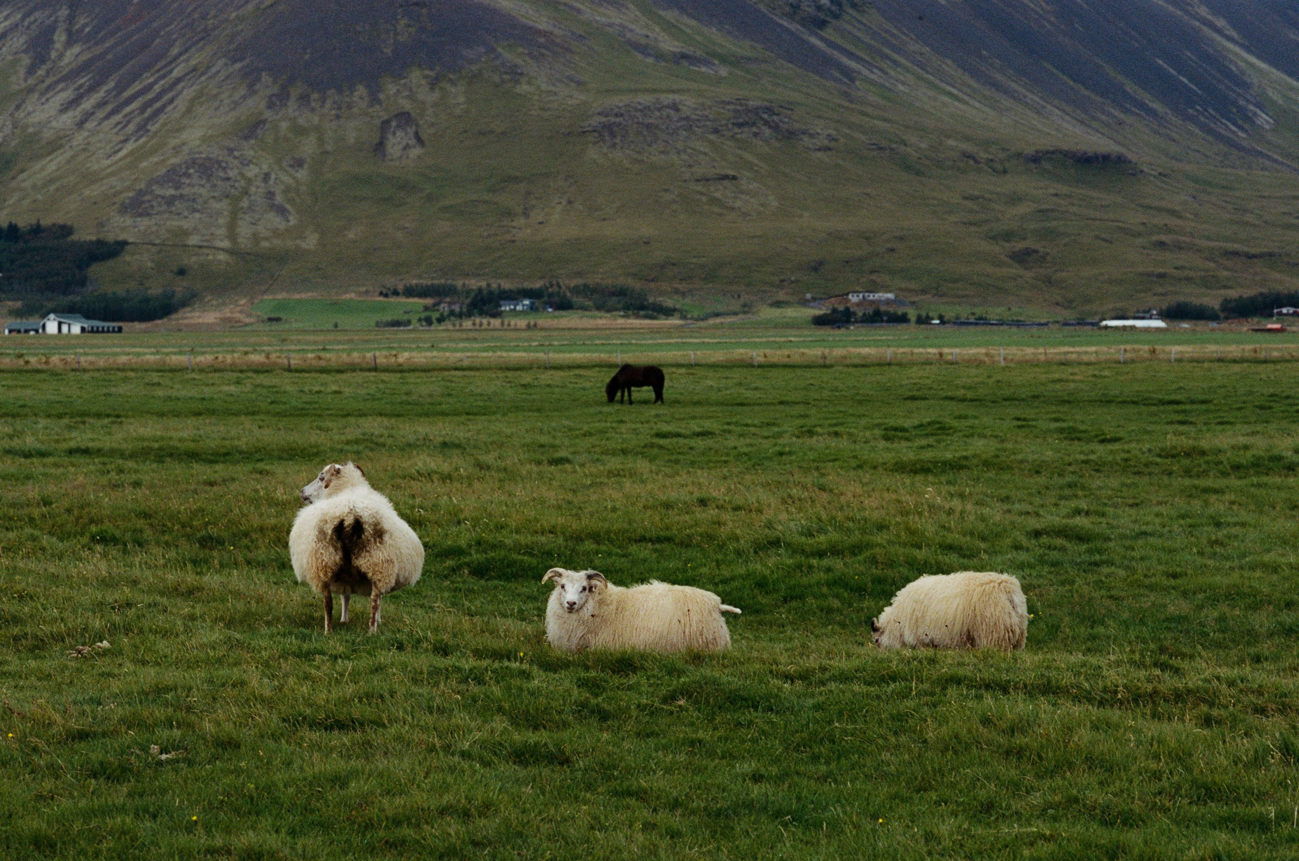 Human // iceland, dyrhólaey. EVER EXPOSED