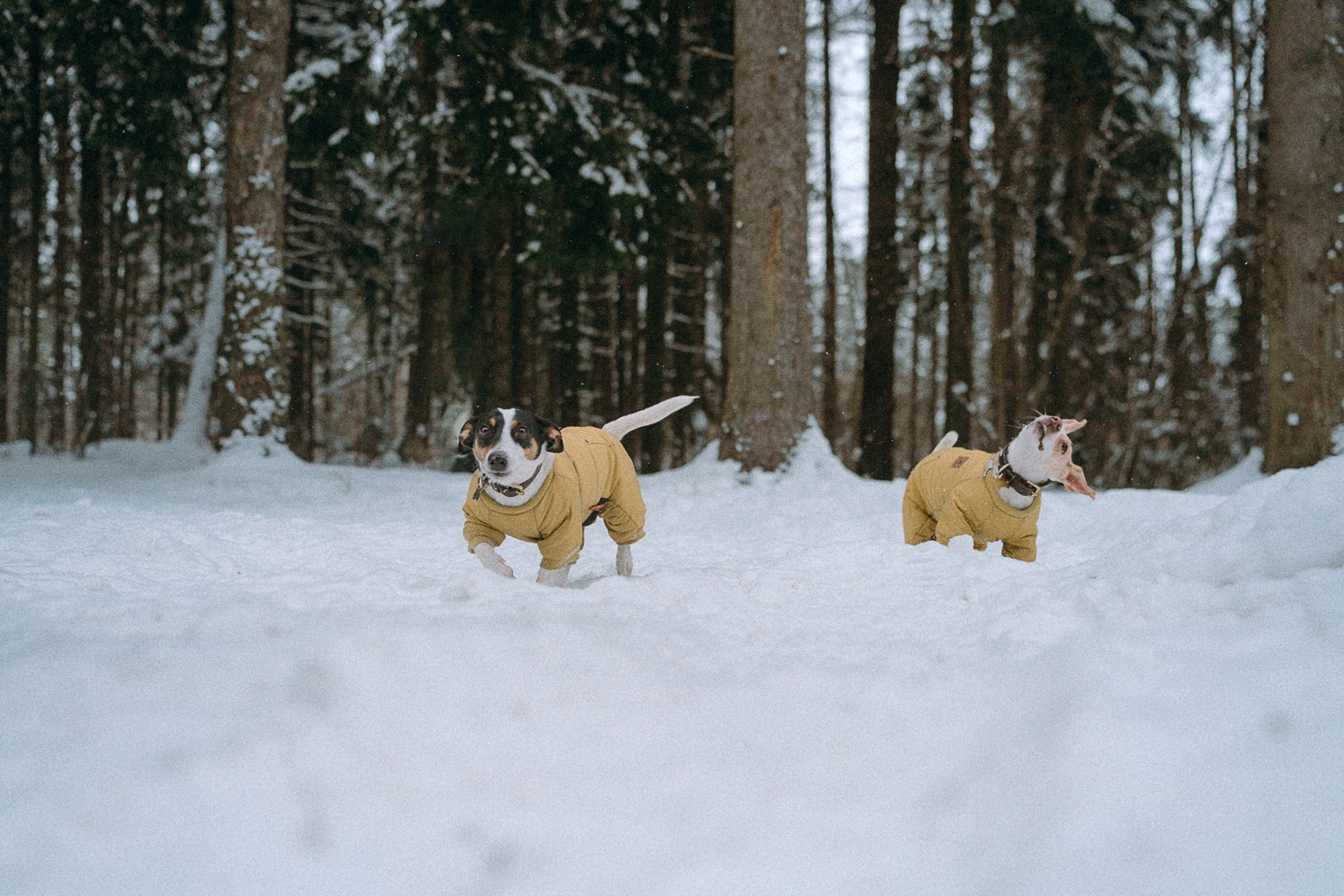 Алина, Ваниль и Элис. Фотограф анималист в Москве и Санкт-Петербурге Свиридова Анна