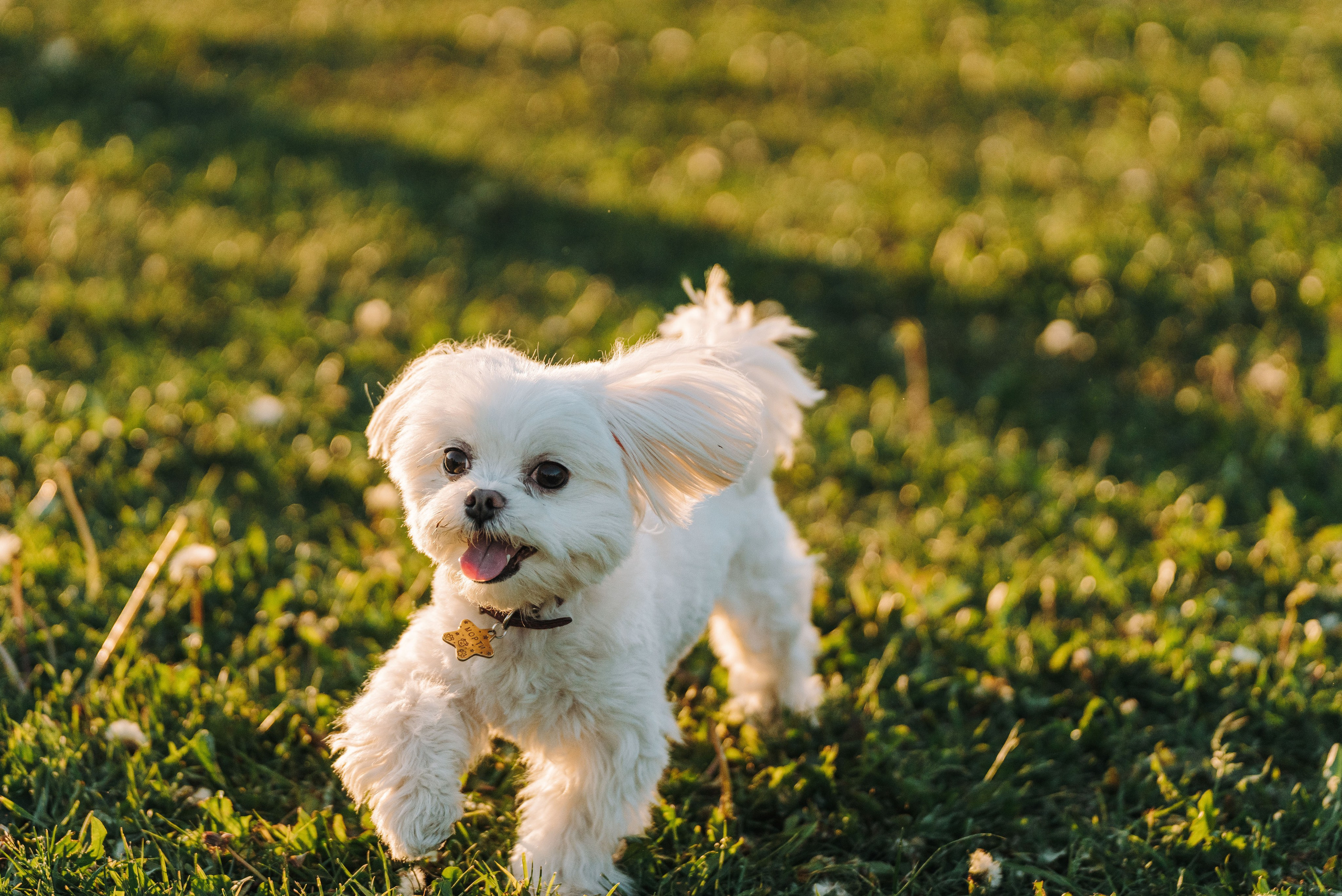 Фотосессия с питомцем в центре Санкт-Петербурга. Фотограф анималист в Спб недорого Олеся Майорова