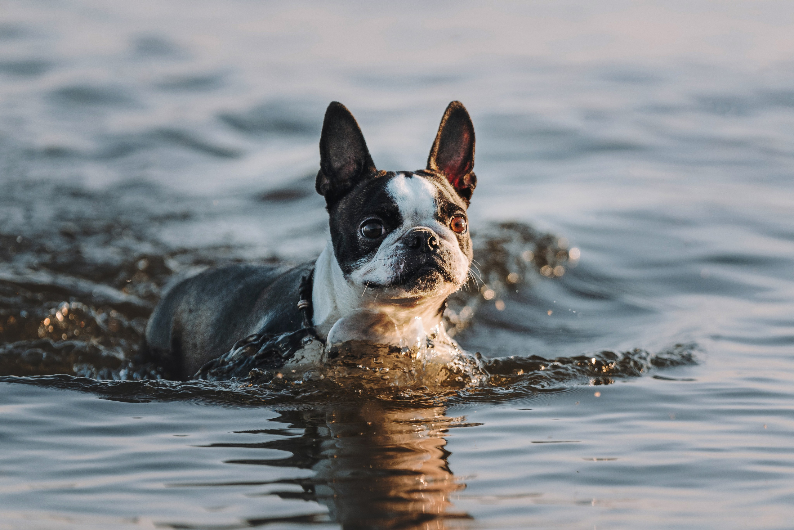 Анаита и Дора. Фотограф анималист в Спб недорого Олеся Майорова