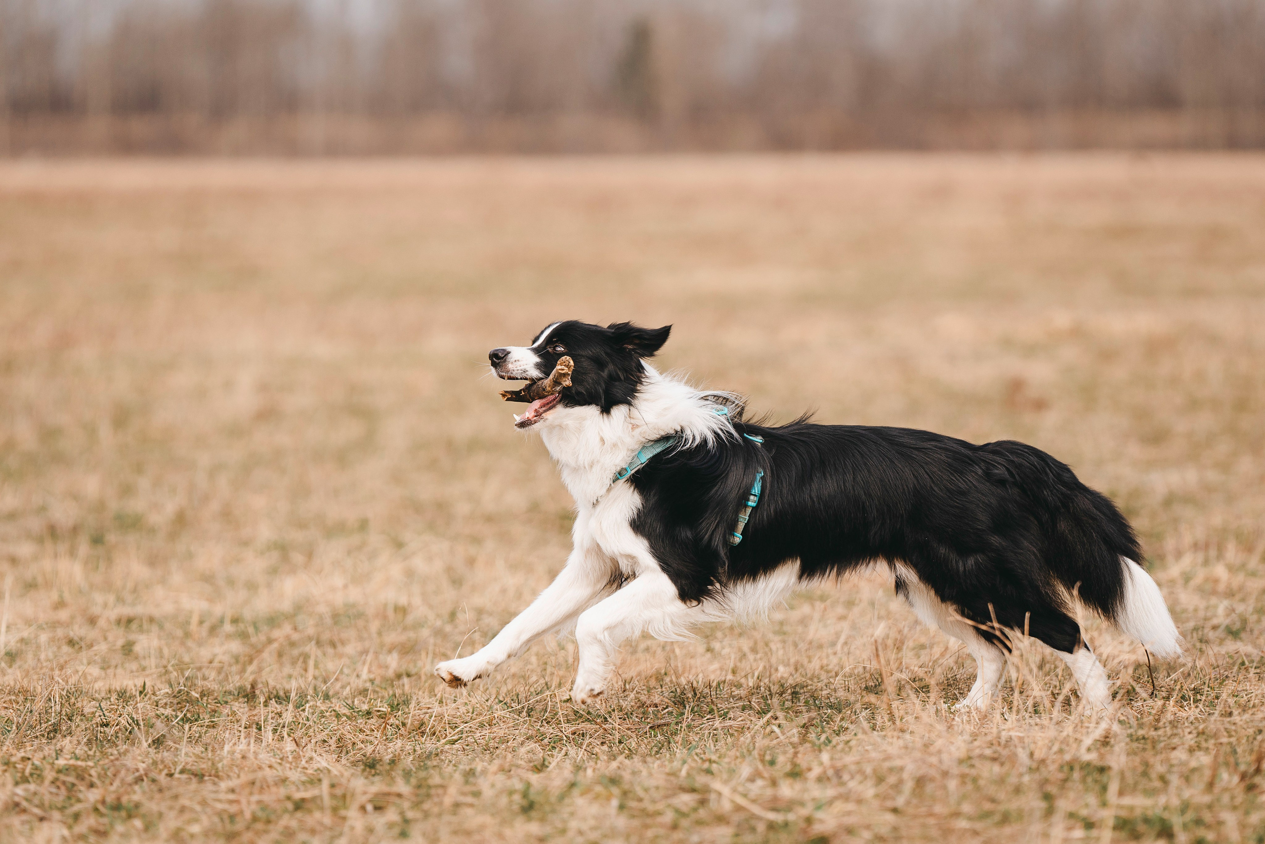 Нил и Алёна. Фотограф анималист в Спб недорого Олеся Майорова