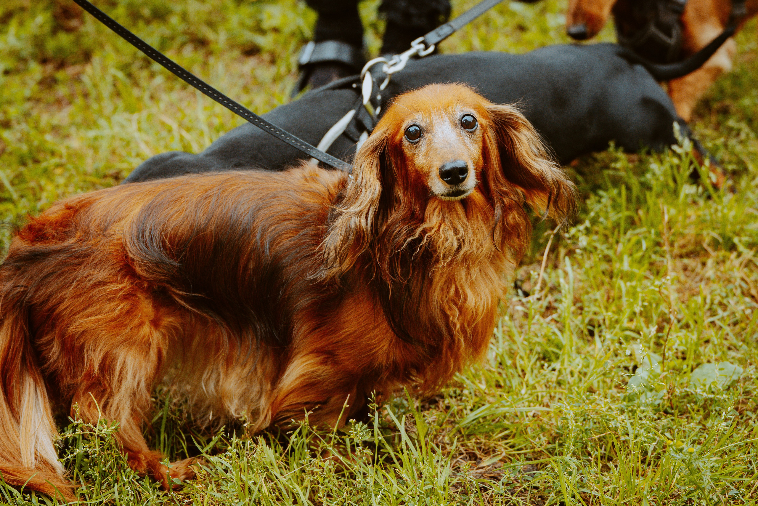 Такспарад. Фотограф анималист в Спб недорого Олеся Майорова
