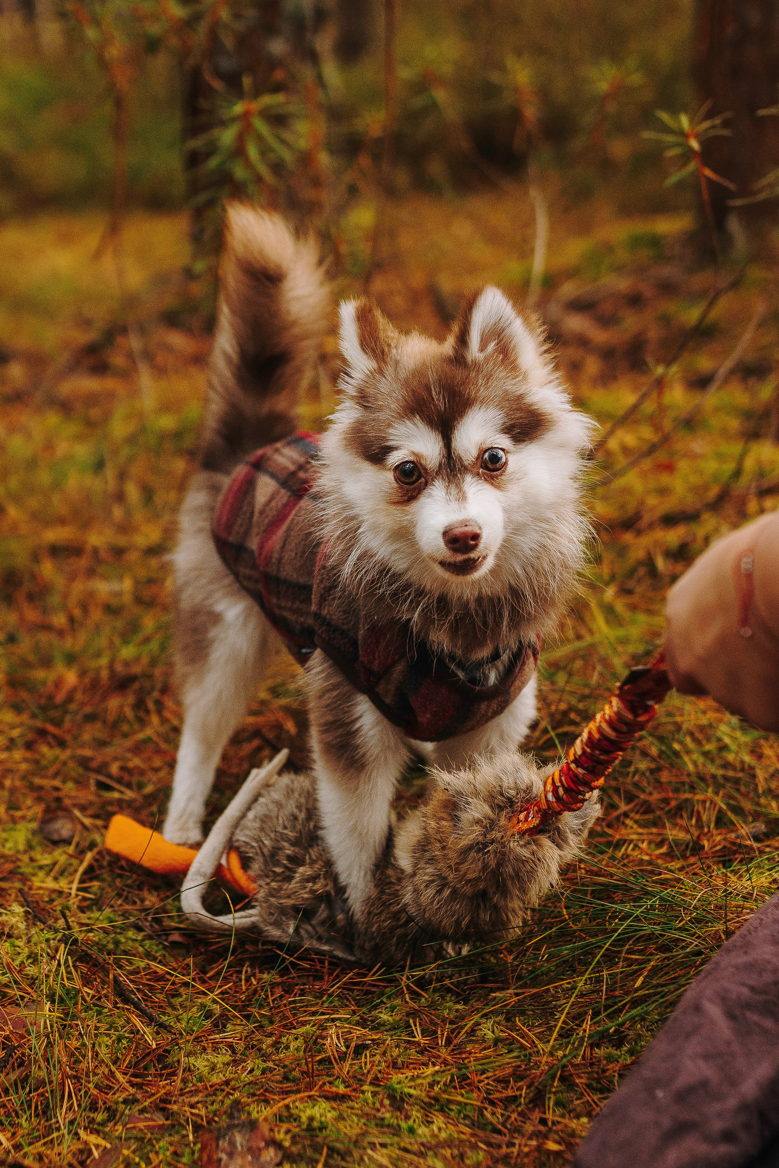Катерина и Дрэка. Фотограф анималист в Спб недорого Олеся Майорова