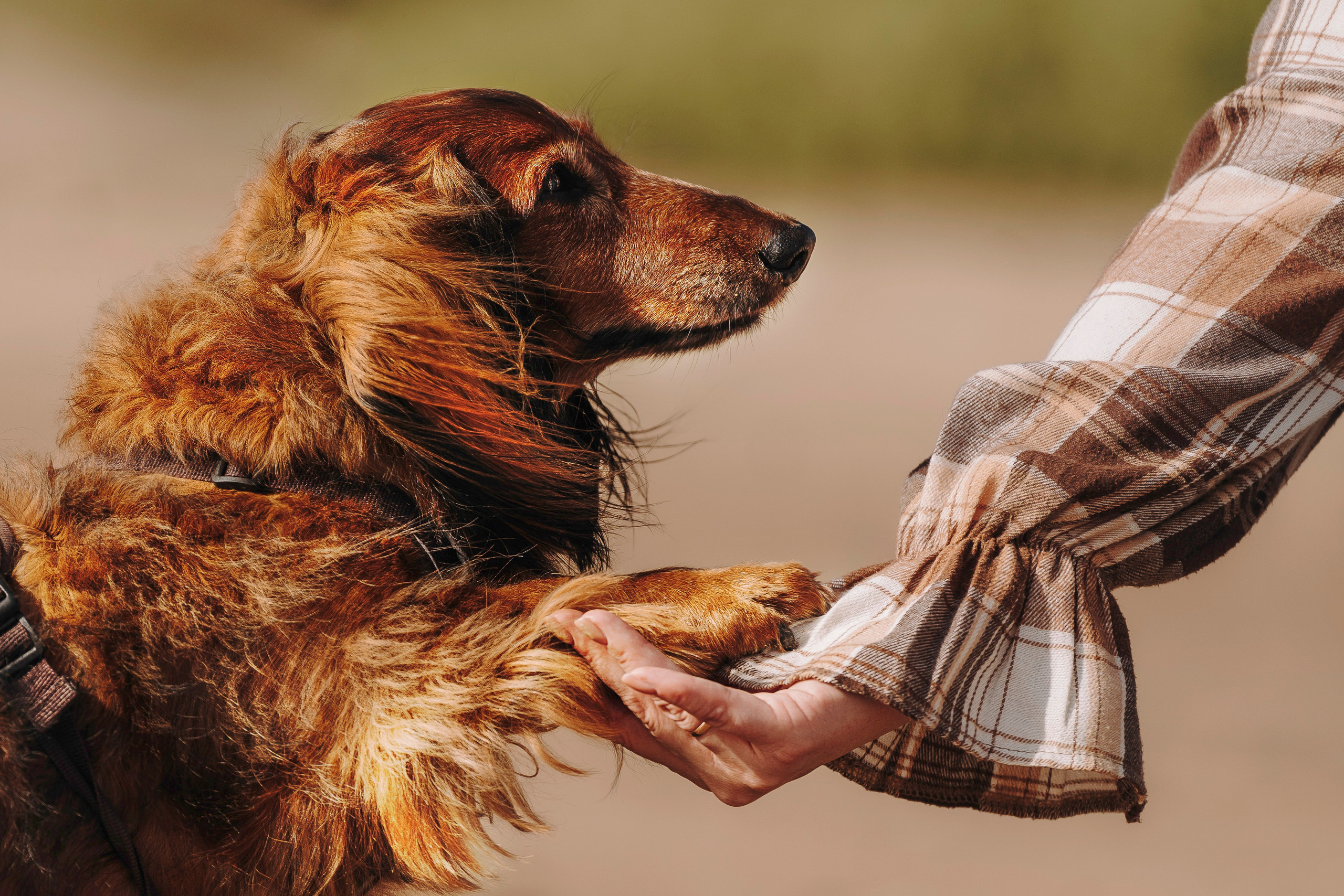 Фотосессия с длиношерстной таксой на пляжн. Фотограф анималист в Спб недорого Олеся Майорова