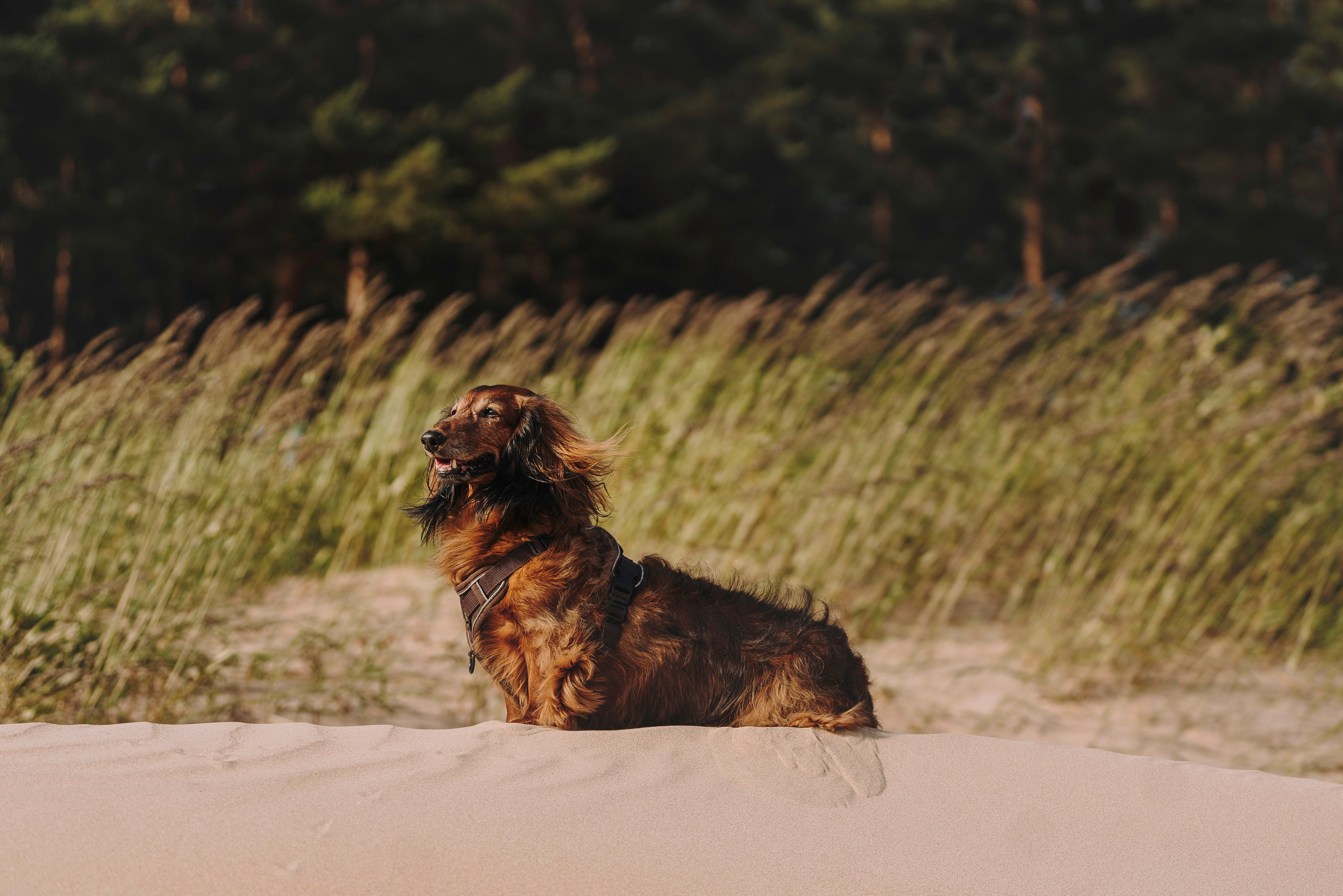 Фотосессия с длиношерстной таксой на пляжн. Фотограф анималист в Спб недорого Олеся Майорова
