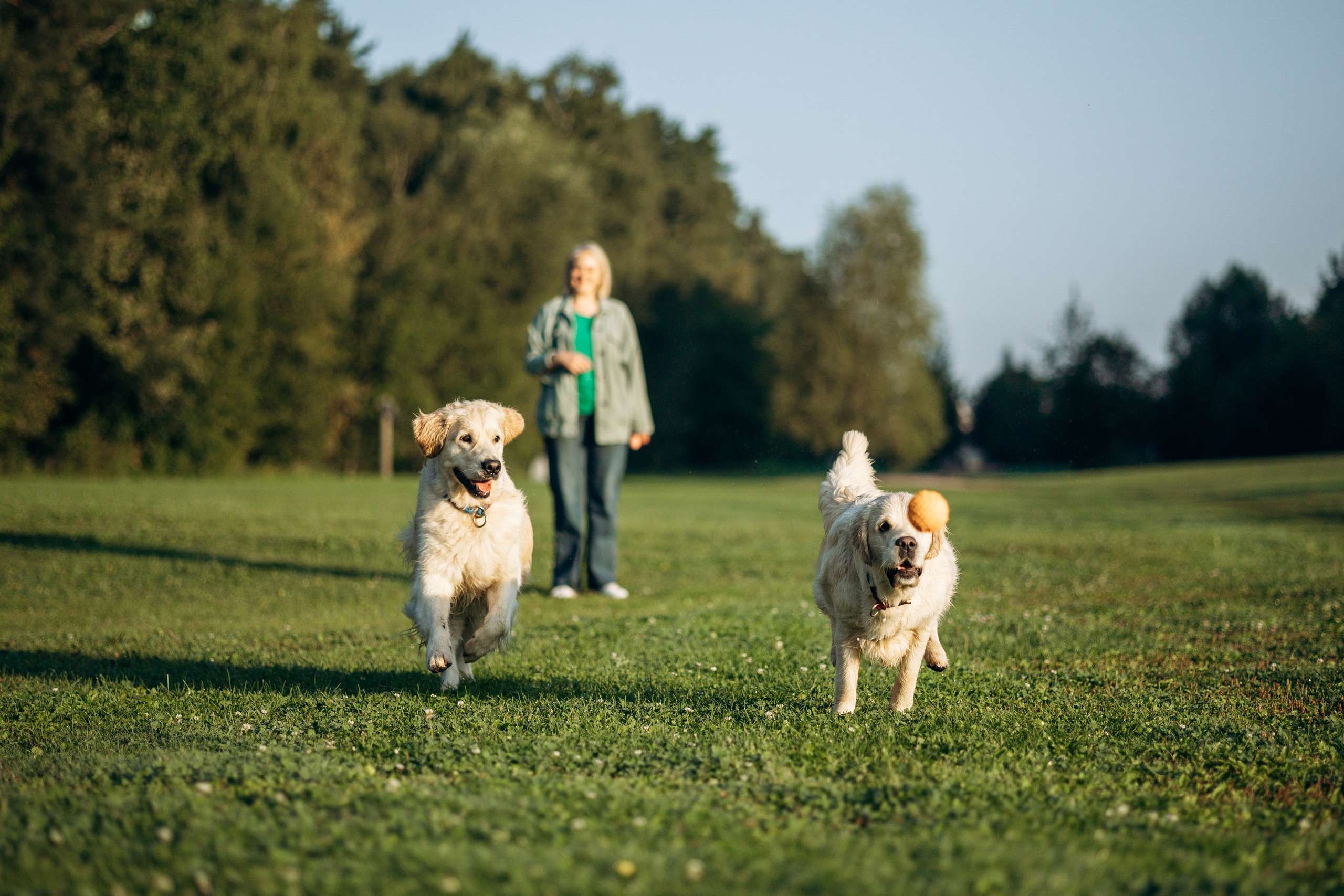 Ирина и ее золотинки. Фотограф — Анималист | Санкт-Петербург