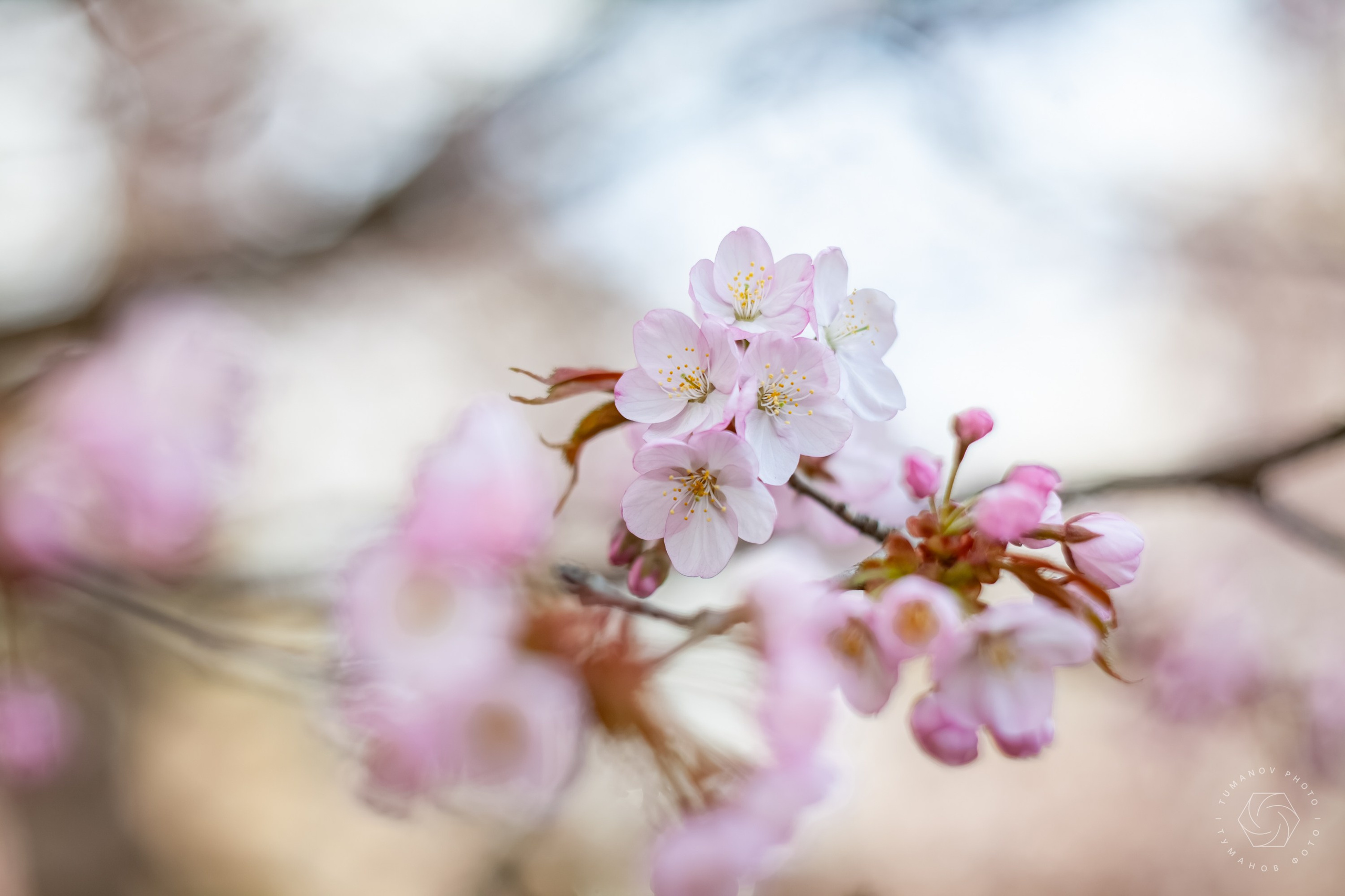 Первые дни ханами в Японском саду, который находится в Ботаническом саду им. Н. В. Цицина. Туманов Виталий — фотограф Москва
