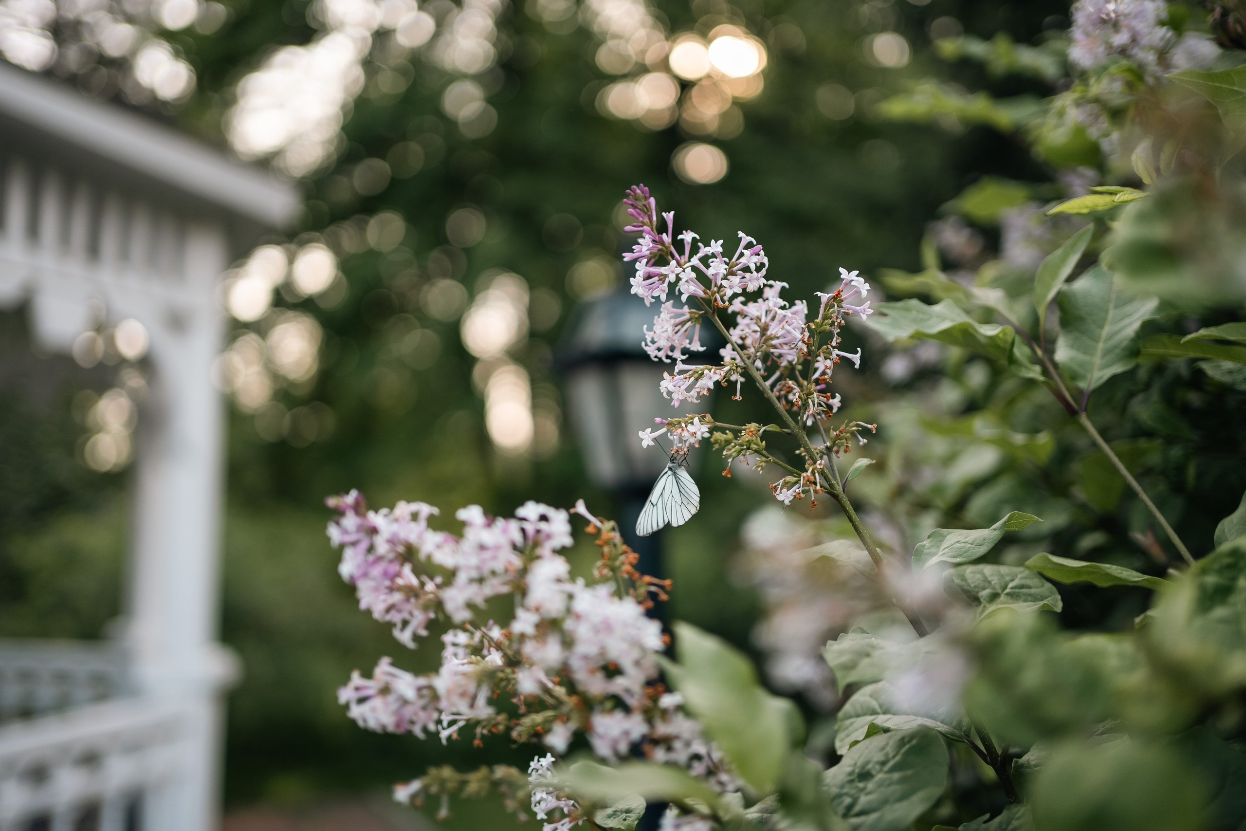 Константин и Галина. Фотограф и видеограф Олег Игнатов | Свадьбы, Love Story, реклама и корпоративы — Красноярск